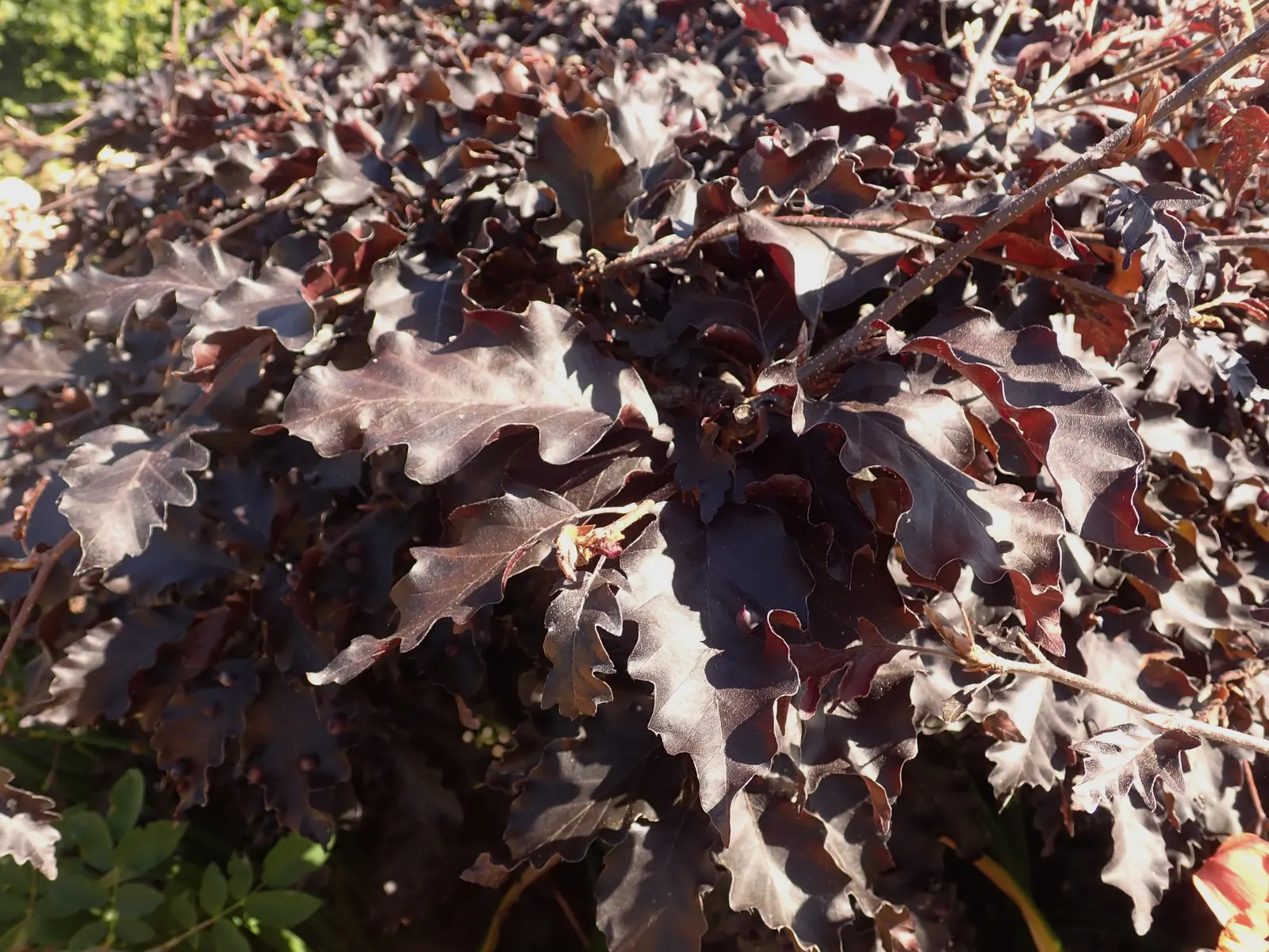 Weeping Purple Beech (Fagus Sylvatica 'Rohan Weeping') — and turn bronze in the fall