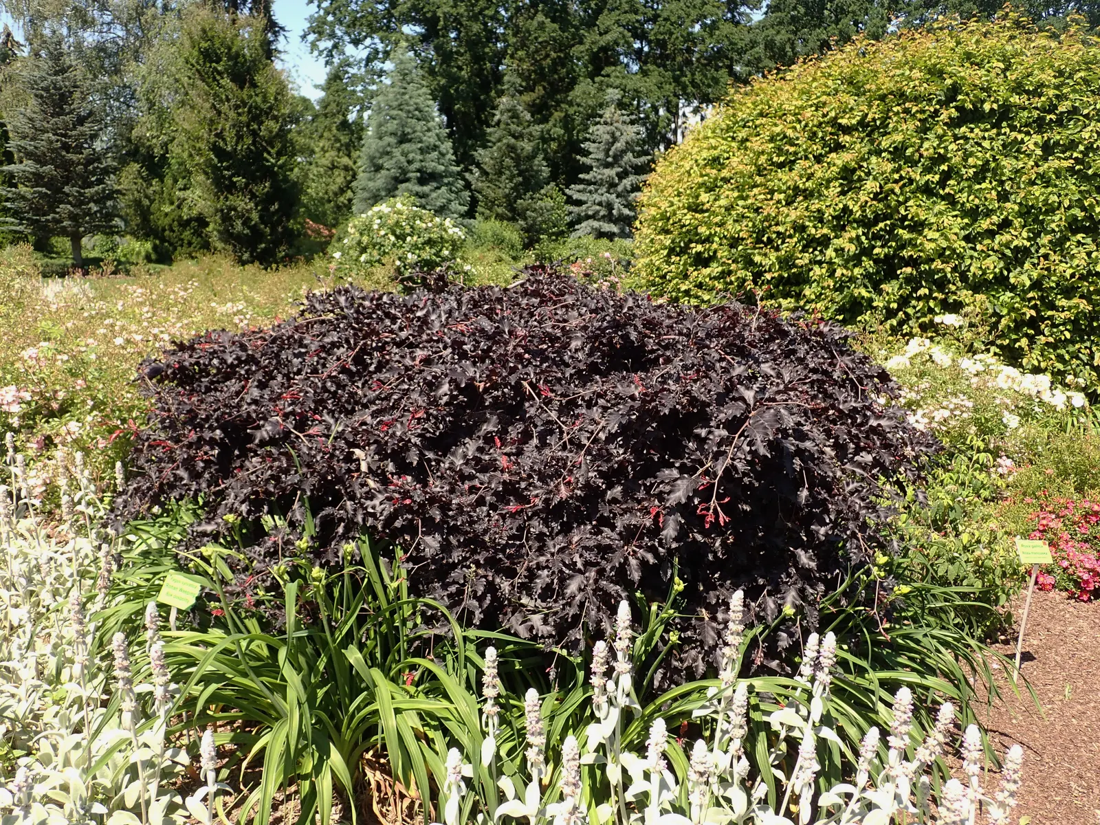 Weeping Purple Beech (Fagus Sylvatica 'Rohan Weeping') — This striking specimen matures to a height of 25-30 feet with a spread of 15-20 feet