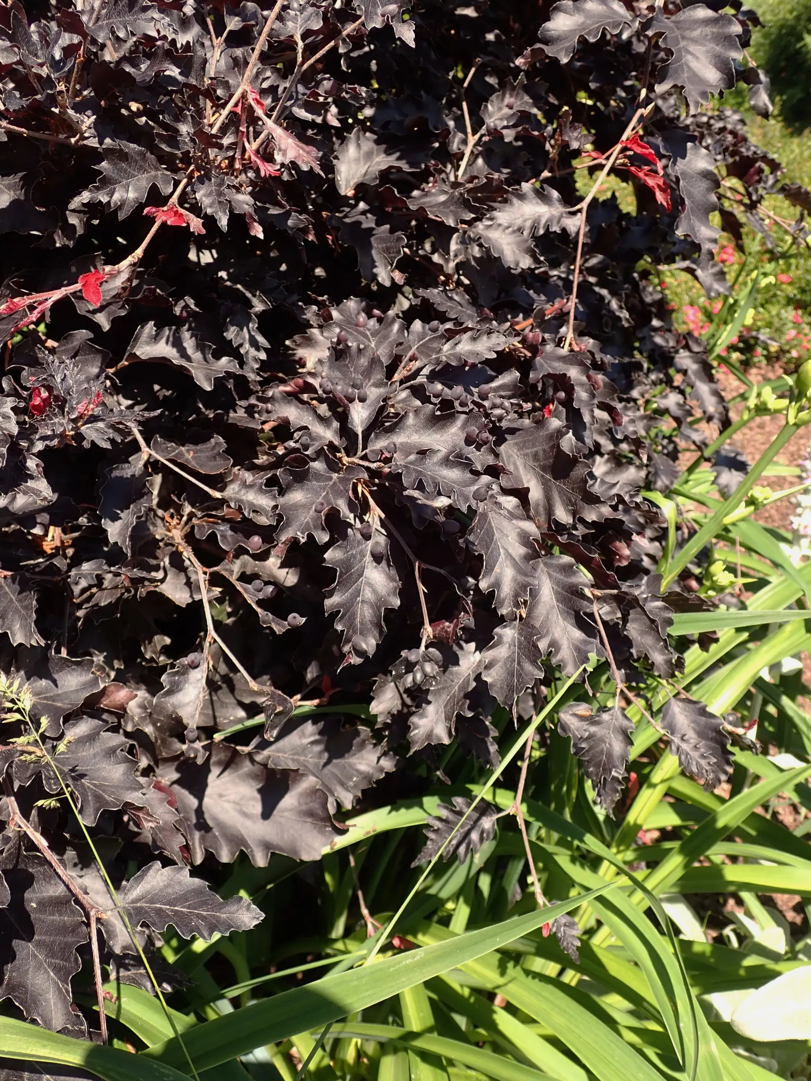 Weeping Purple Beech (Fagus Sylvatica 'Rohan Weeping') — maturing to a lush purplish-black in the summer