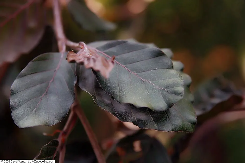 Weeping Purple Beech (Fagus Sylvatica 'Rohan Weeping') — This cultivar is distinctive for its richly hued foliage and uniquely pendulous form