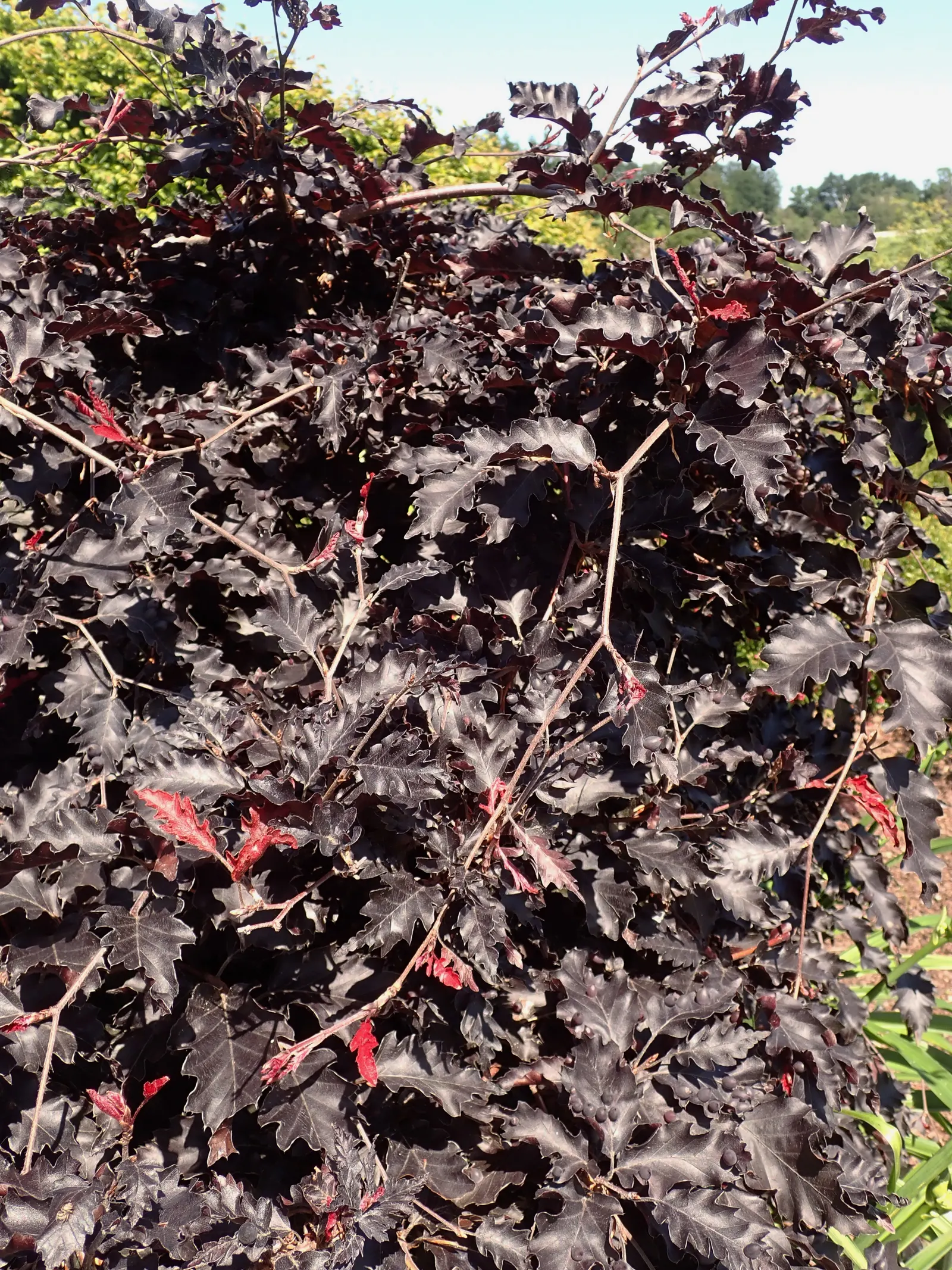 Weeping Purple Beech (Fagus Sylvatica 'Rohan Weeping') — The tree's leaves are also uniquely shaped