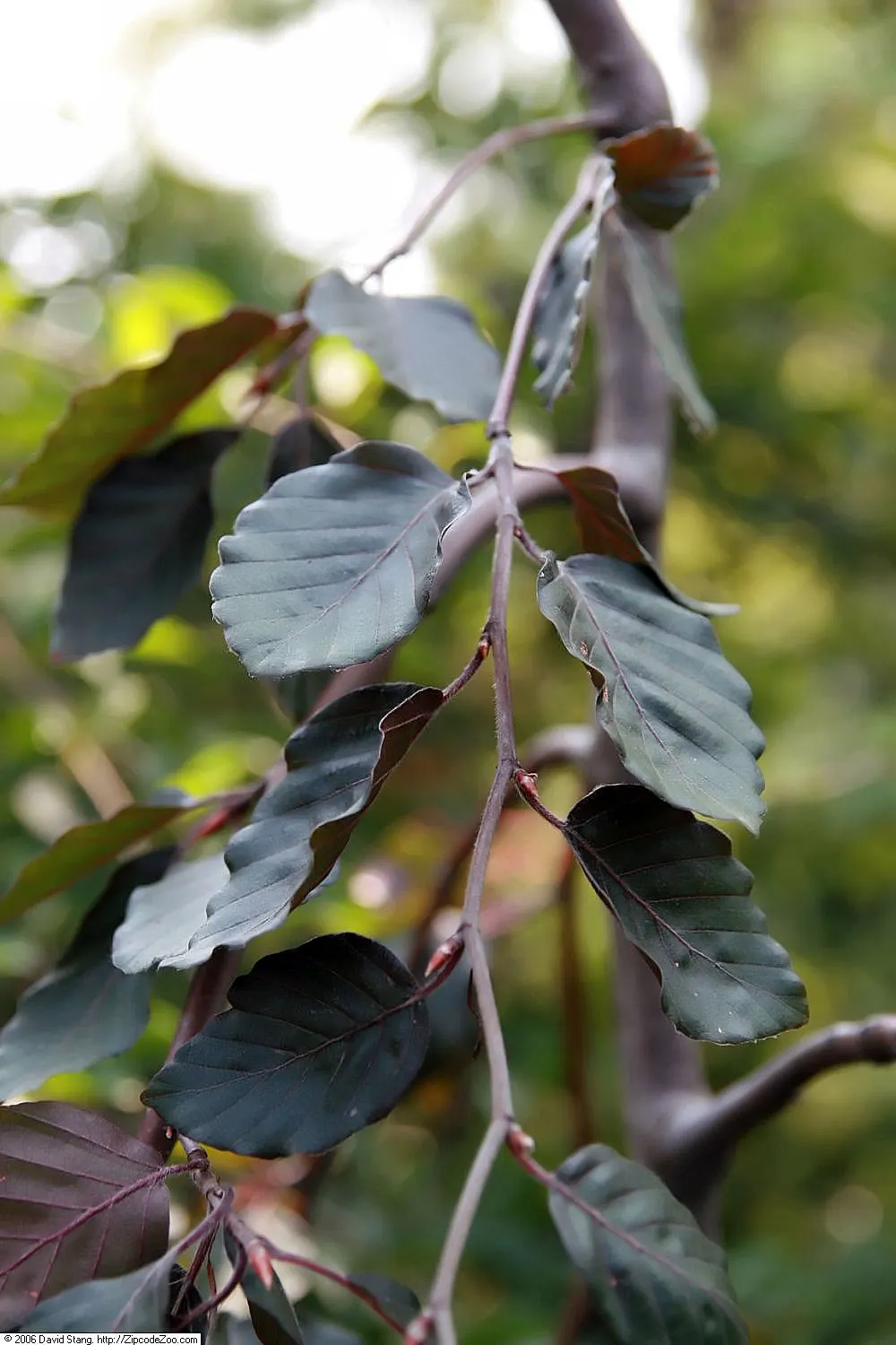 Weeping Purple Beech (Fagus Sylvatica 'Rohan Weeping') — preferring well-drained soil in full sun to partial shade