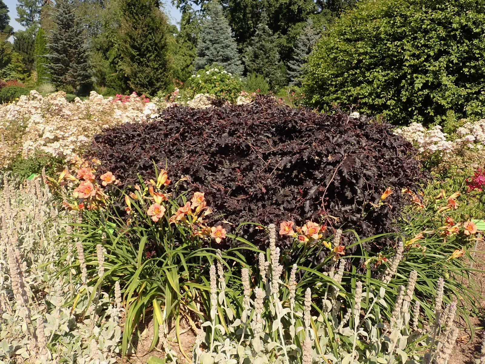 Weeping Purple Beech (Fagus Sylvatica 'Rohan Weeping') — this tree will take many years to reach its full size