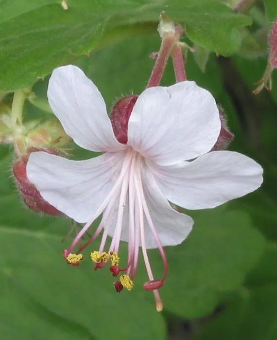 White Cranesbill (Geranium sanguineum 'Album') — succulent stems that can reach a height of 12 to 16 inches with a similar spread, image 26