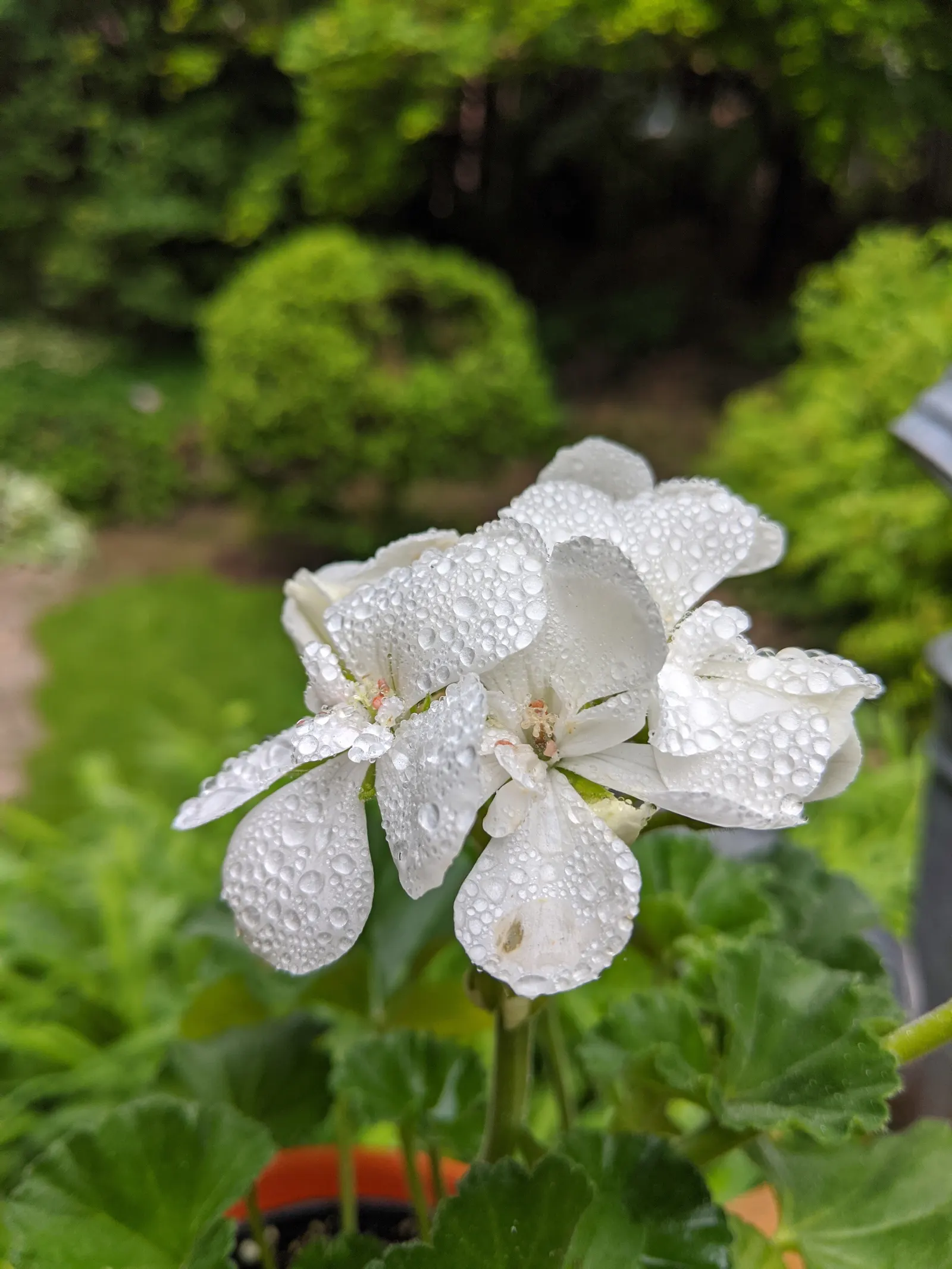 White Cranesbill (Geranium sanguineum 'Album') — This Geranium cultivar is favored for its continuous flowering throughout the growing season