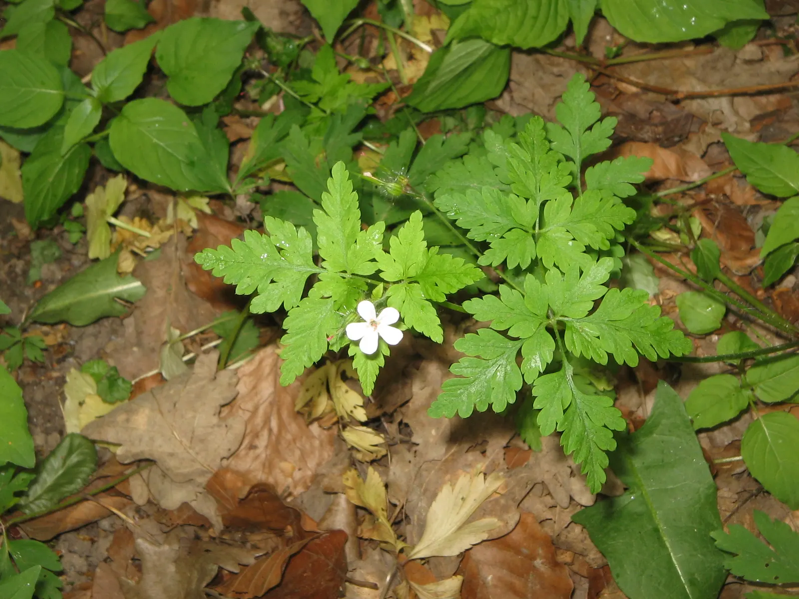 White Cranesbill (Geranium sanguineum 'Album') — It performs best in well-draining soil with a pH ranging from slightly acidic to slightly, image 48