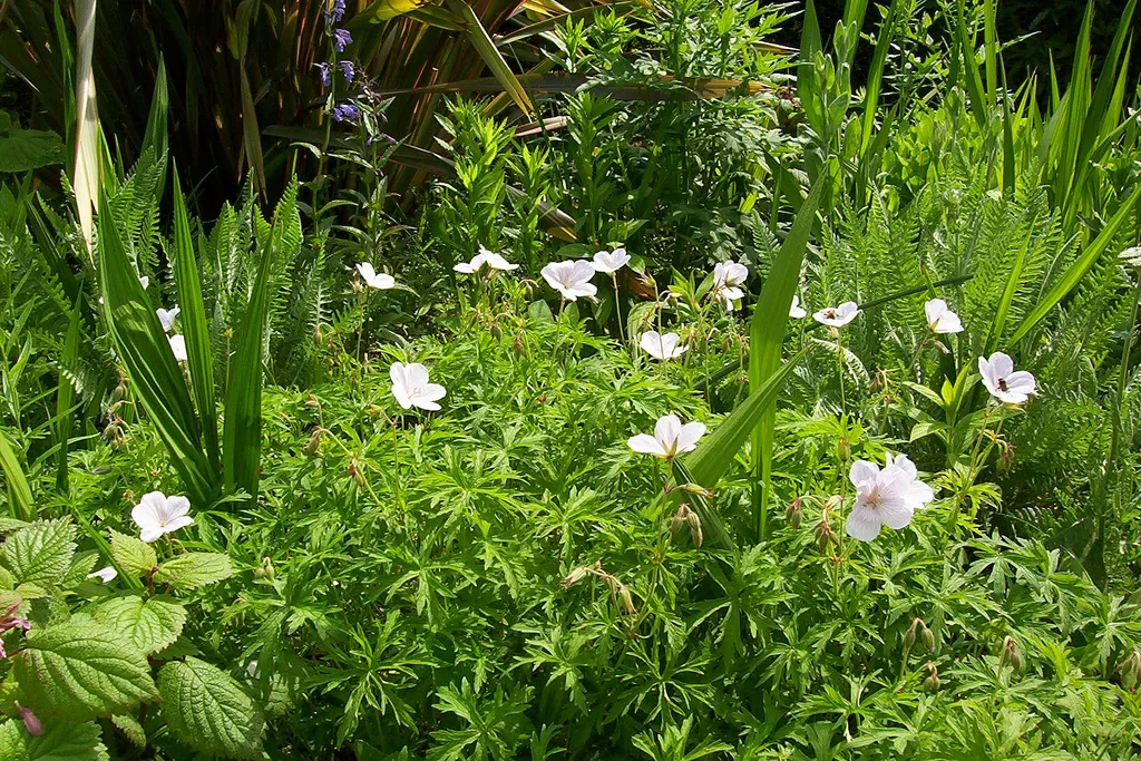 White Cranesbill (Geranium sanguineum 'Album') — Appreciating full sun to partial shade, this plant demands well-drained soil and moderate, image 54