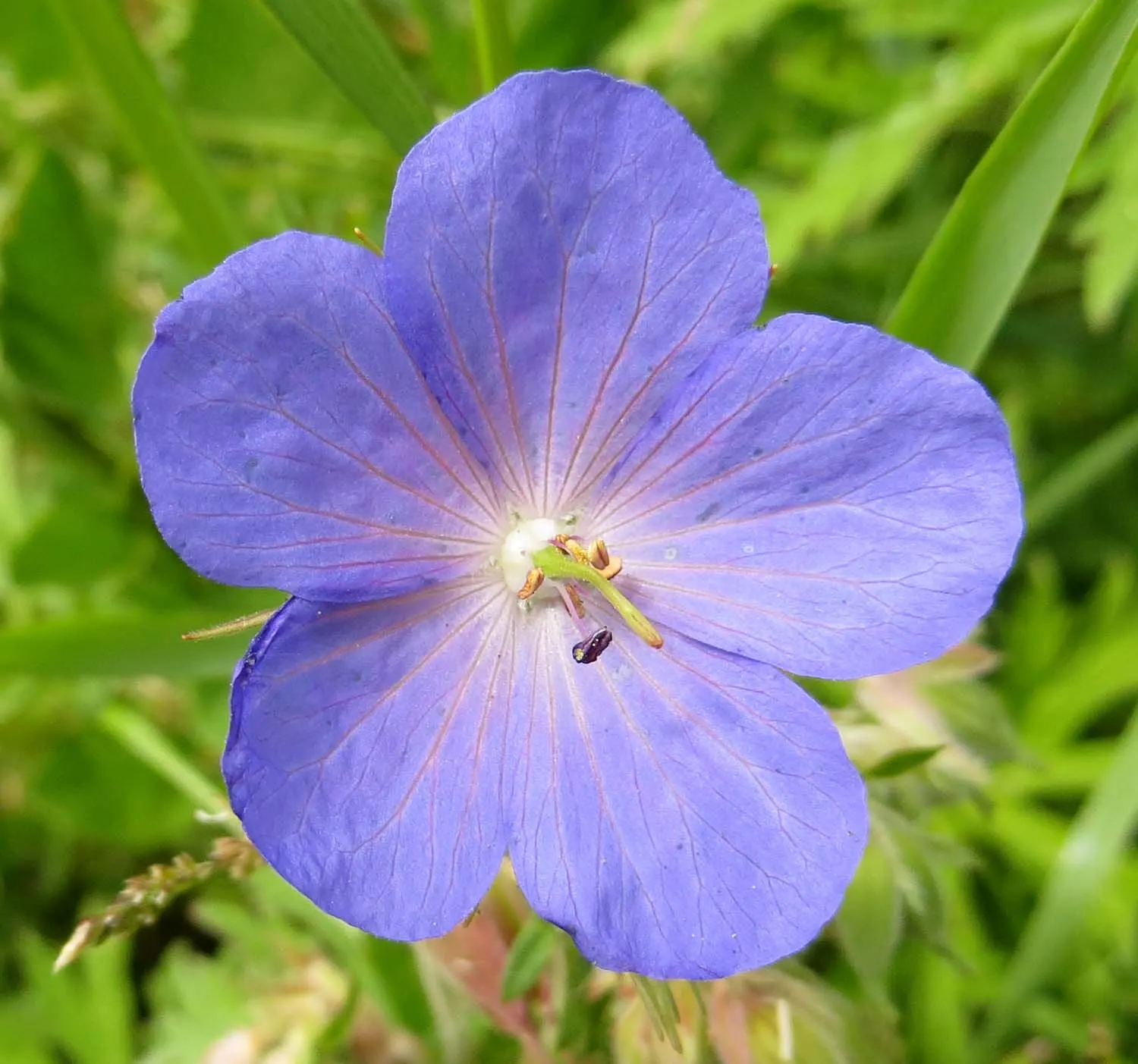 White Cranesbill (Geranium sanguineum 'Album') — Thriving in zones 10-11, it reaches a mature height of 12-24 inches with a spread of 12-18 inches; vibrant