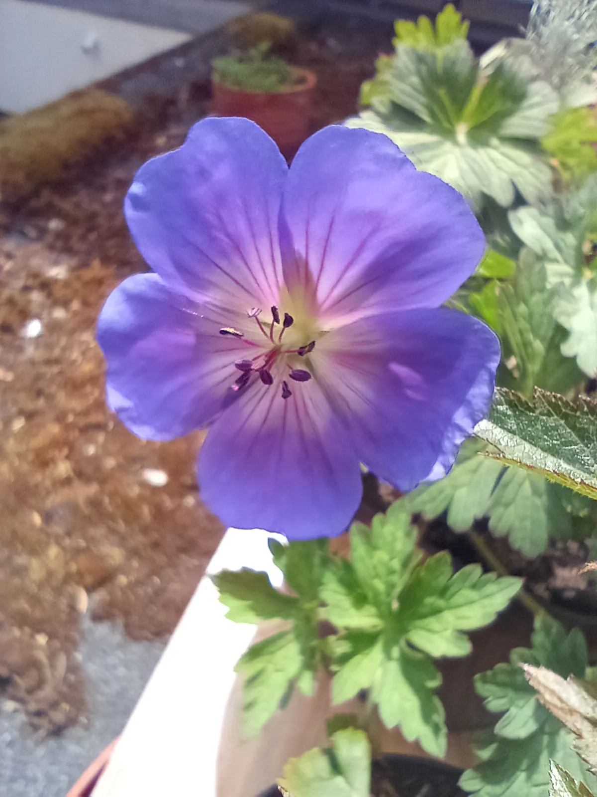 White Cranesbill (Geranium sanguineum 'Album') — Appreciating full sun to partial shade, this plant demands well-drained soil and moderate watering; features