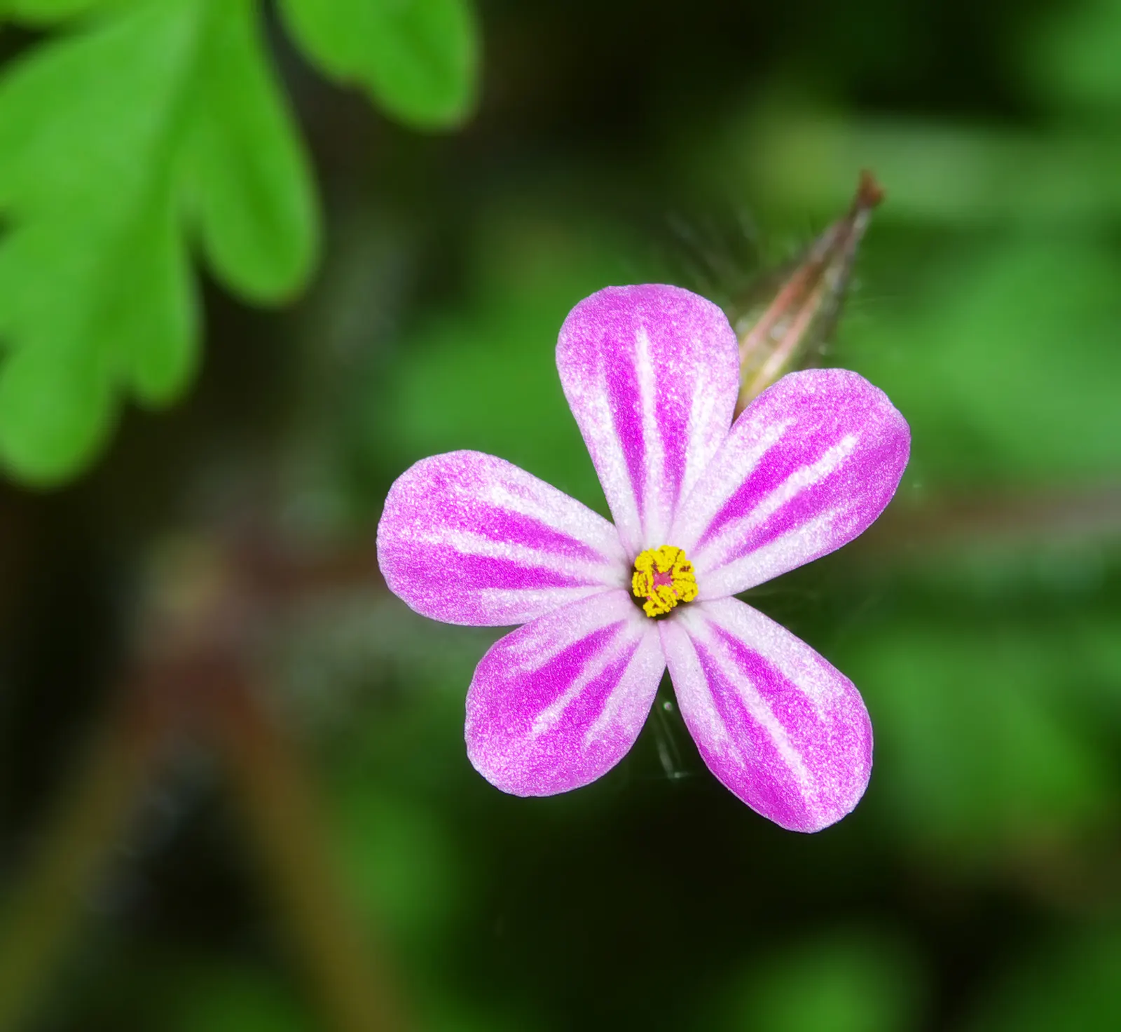 White Cranesbill (Geranium sanguineum 'Album') — but regular watering will ensure a more robust floral display