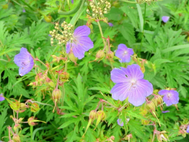 White Cranesbill (Geranium sanguineum 'Album') — perennial / shrub with white blooms; boasting pristine white blooms