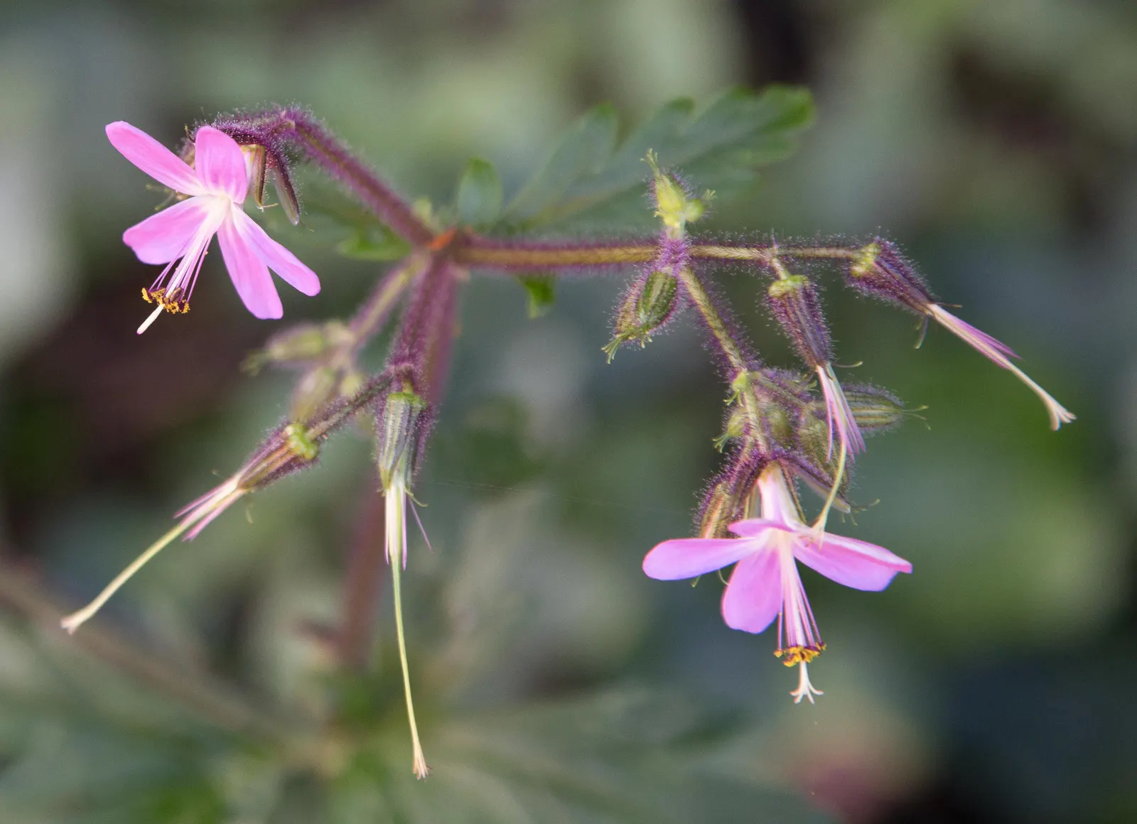 White Cranesbill (Geranium sanguineum 'Album') — Boasting pristine white blooms