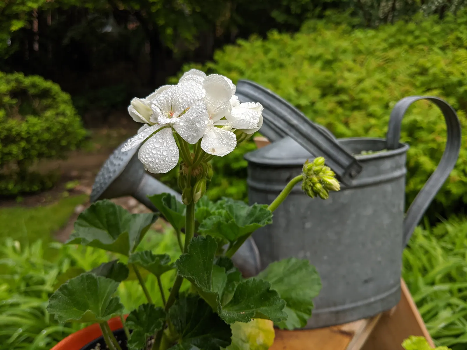 White Cranesbill (Geranium sanguineum 'Album') — but regular watering will ensure a more robust floral display; appreciating full sun to partial, image 47