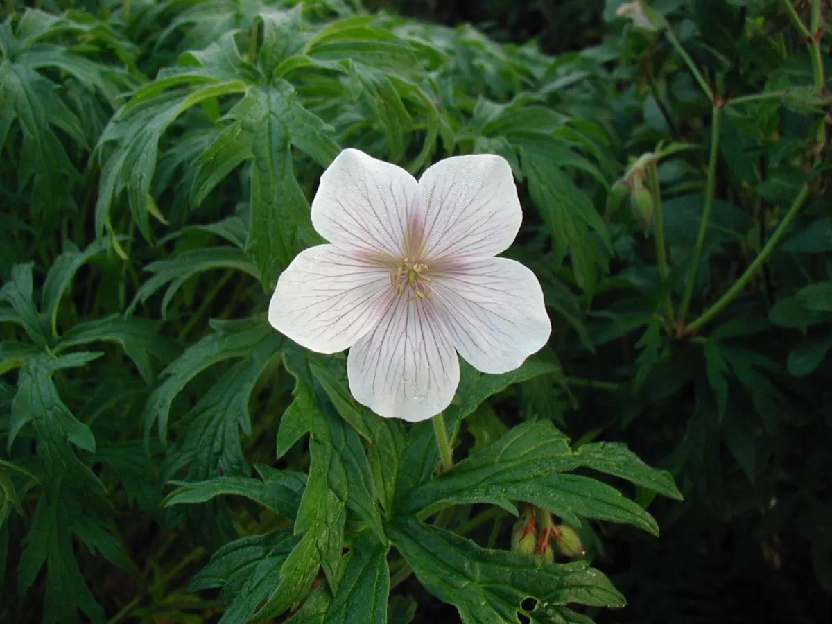 White Cranesbill (Geranium sanguineum 'Album') — This Geranium cultivar is favored for its continuous flowering throughout the growing season, image 44