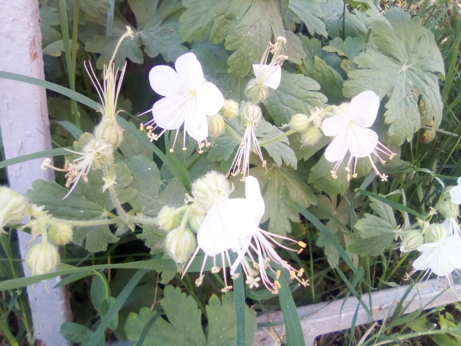 White Cranesbill (Geranium sanguineum 'Album') — Its vivid flowers offer a classic touch to borders, containers, and as an accent in mixed flower, image 38