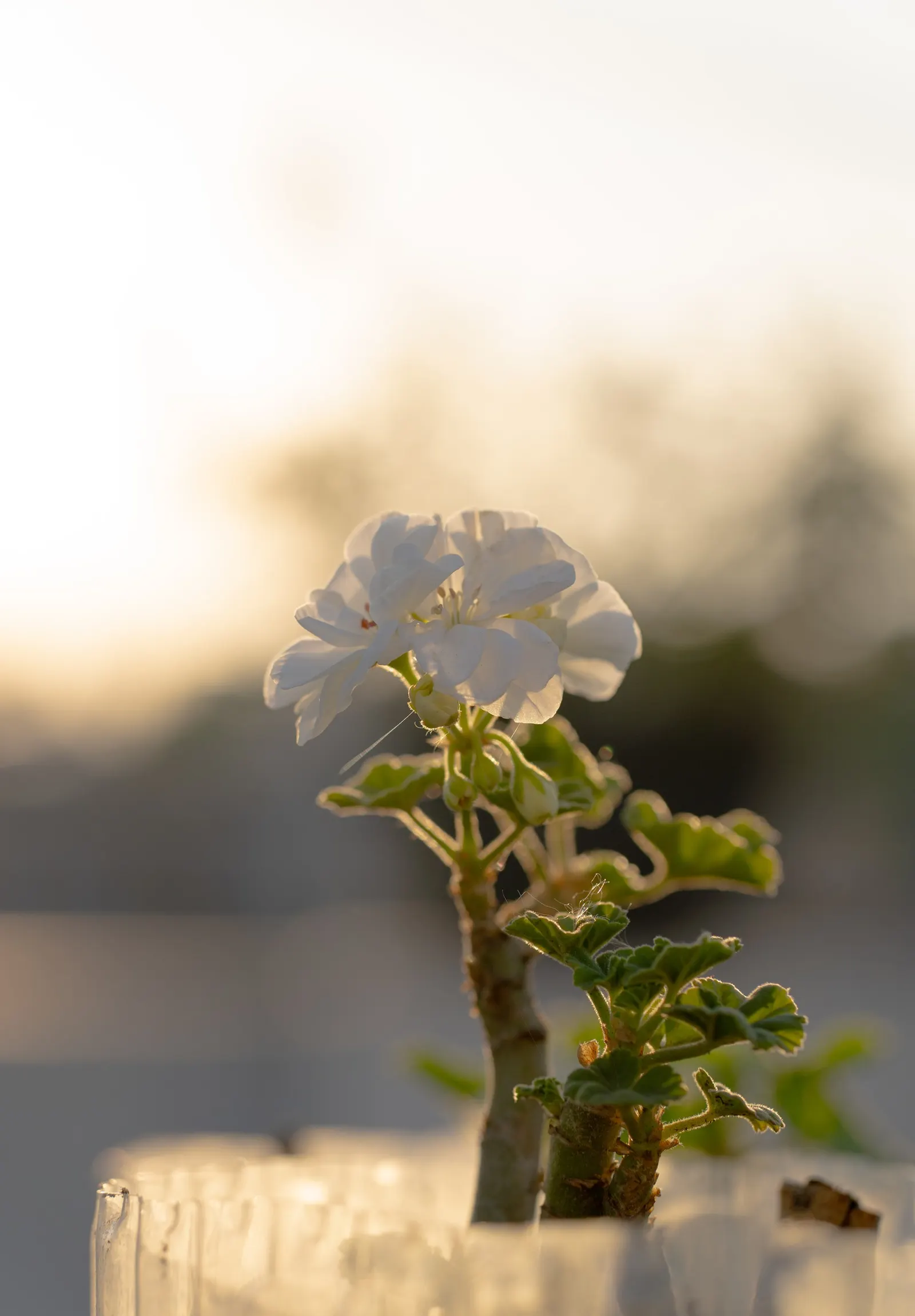 White Cranesbill (Geranium sanguineum 'Album') — perennial / shrub for full or half; it performs best in well-draining soil with a pH ranging from, image 51