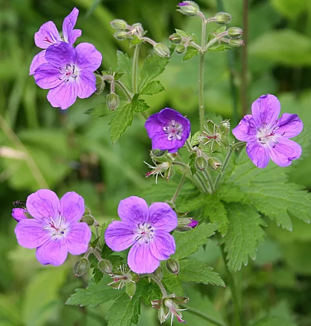White Cranesbill (Geranium sanguineum 'Album') — Appreciating full sun to partial shade, this plant demands well-drained soil and moderate watering