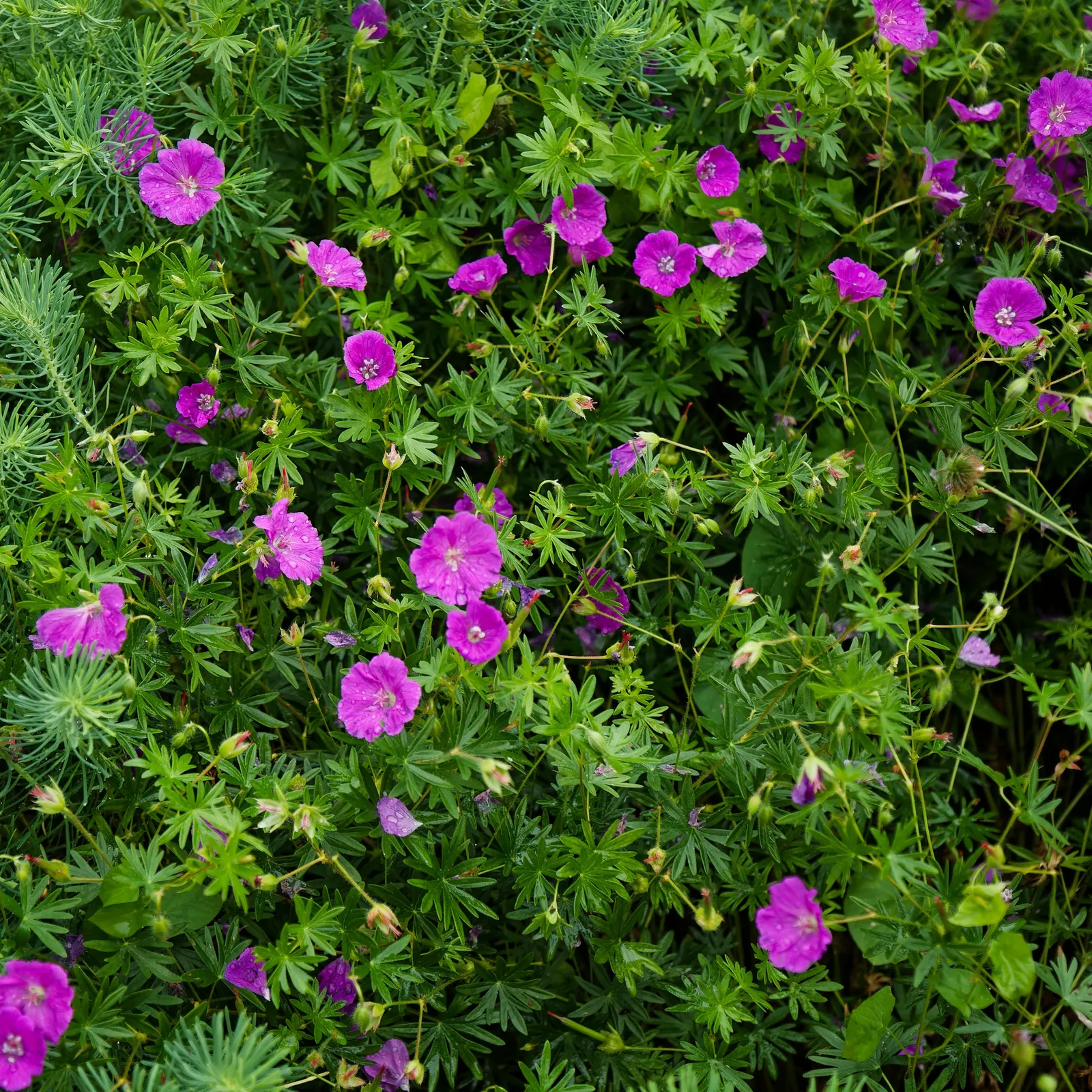 White Cranesbill (Geranium sanguineum 'Album') — Each leaf is broadly lobed, which adds texture and visual interest to the garden; but regular watering will