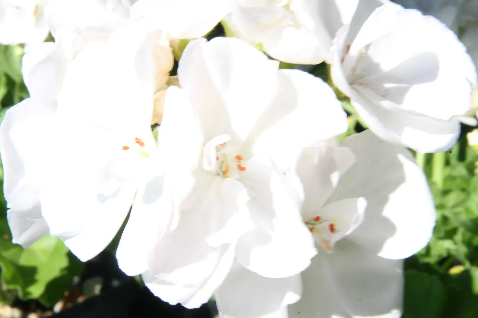 White Cranesbill (Geranium sanguineum 'Album') — vibrant green hues that provide a striking contrast against the white blossoms; is a captivating perennial