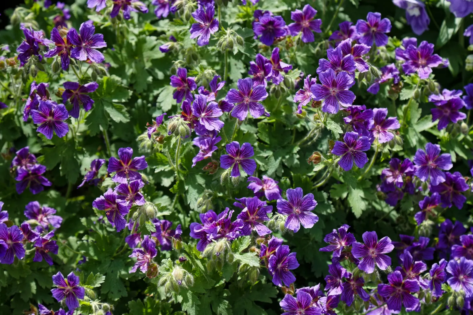 White Cranesbill (Geranium sanguineum 'Album') — scientifically known as 'Pelargonium x hortorum'; white flowers in the garden
