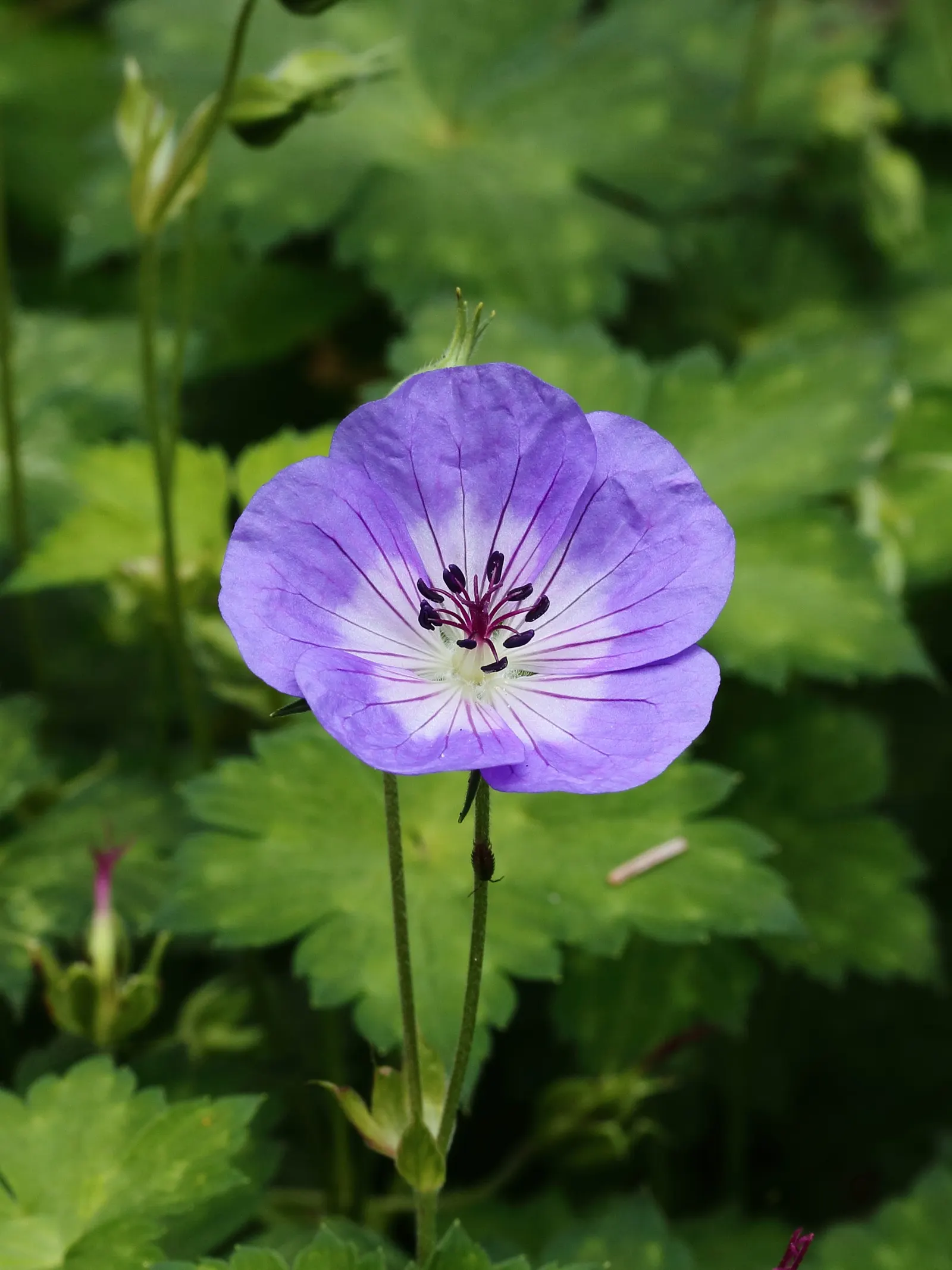 White Cranesbill (Geranium sanguineum 'Album') — is a captivating perennial that stands out in any landscape design; scientifically known as, image 40