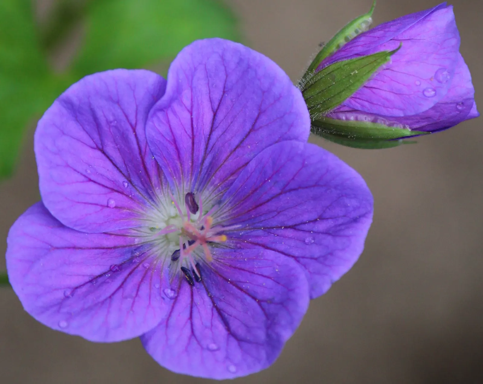 White Cranesbill (Geranium sanguineum 'Album') — succulent stems that can reach a height of 12 to 16 inches with a similar spread, image 43