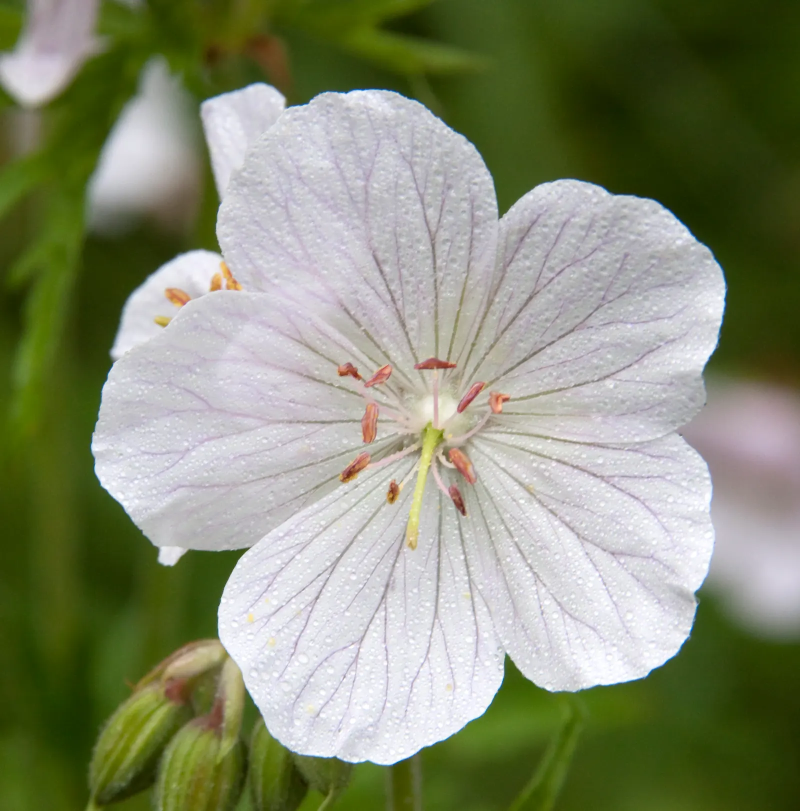 White Cranesbill (Geranium sanguineum 'Album') — perennial / shrub with white blooms
