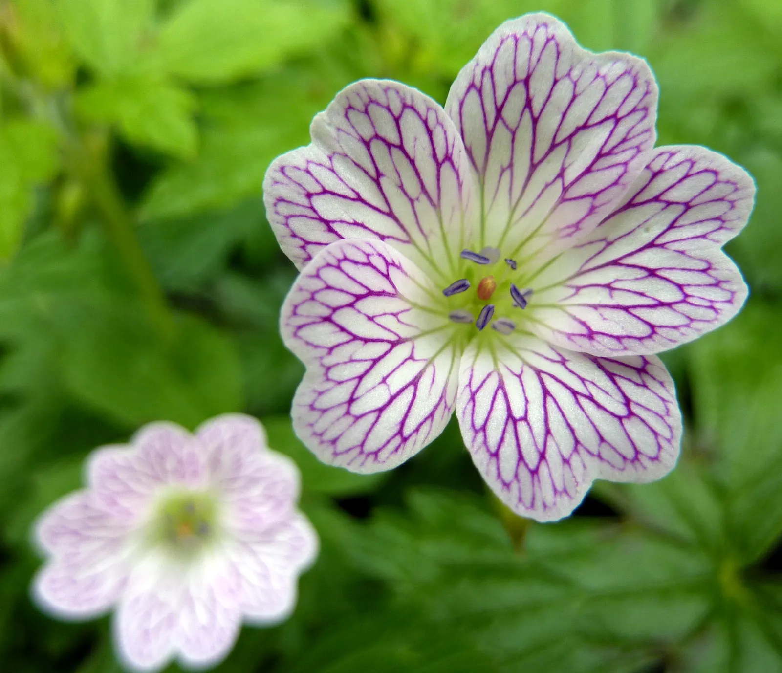 White Cranesbill (Geranium sanguineum 'Album') — scientifically known as 'Pelargonium x hortorum'; white flowers in the garden, image 39