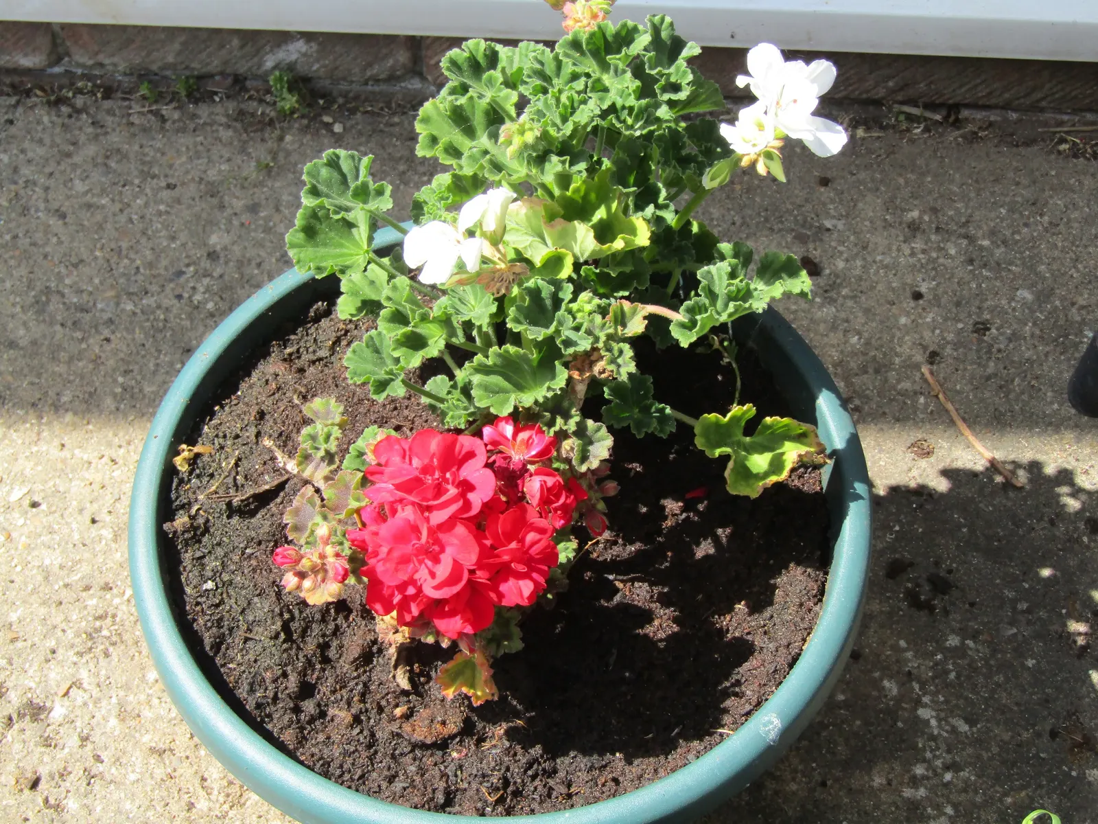 White Cranesbill (Geranium sanguineum 'Album') — Boasting pristine white blooms; each leaf is broadly lobed, which adds texture and visual interest, image 41