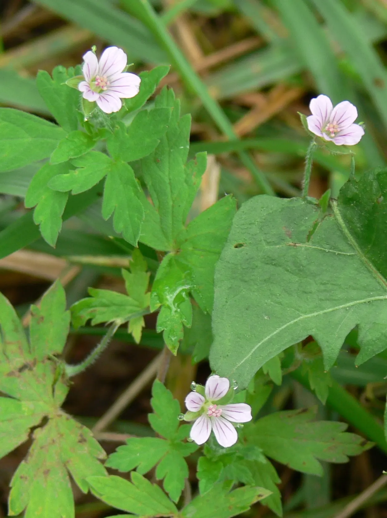White Cranesbill (Geranium sanguineum 'Album') — Each leaf is broadly lobed, which adds texture and visual interest to the garden