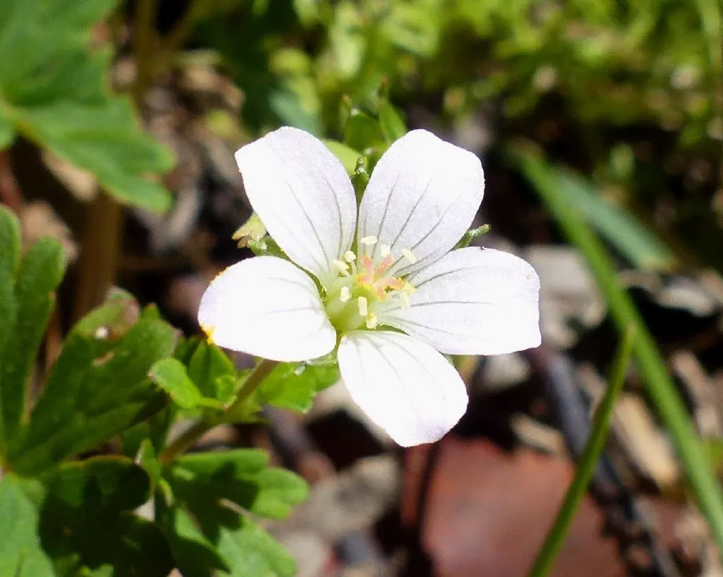 White Cranesbill (Geranium sanguineum 'Album') — Its vivid flowers offer a classic touch to borders, containers, and as an accent in mixed flower arrangements