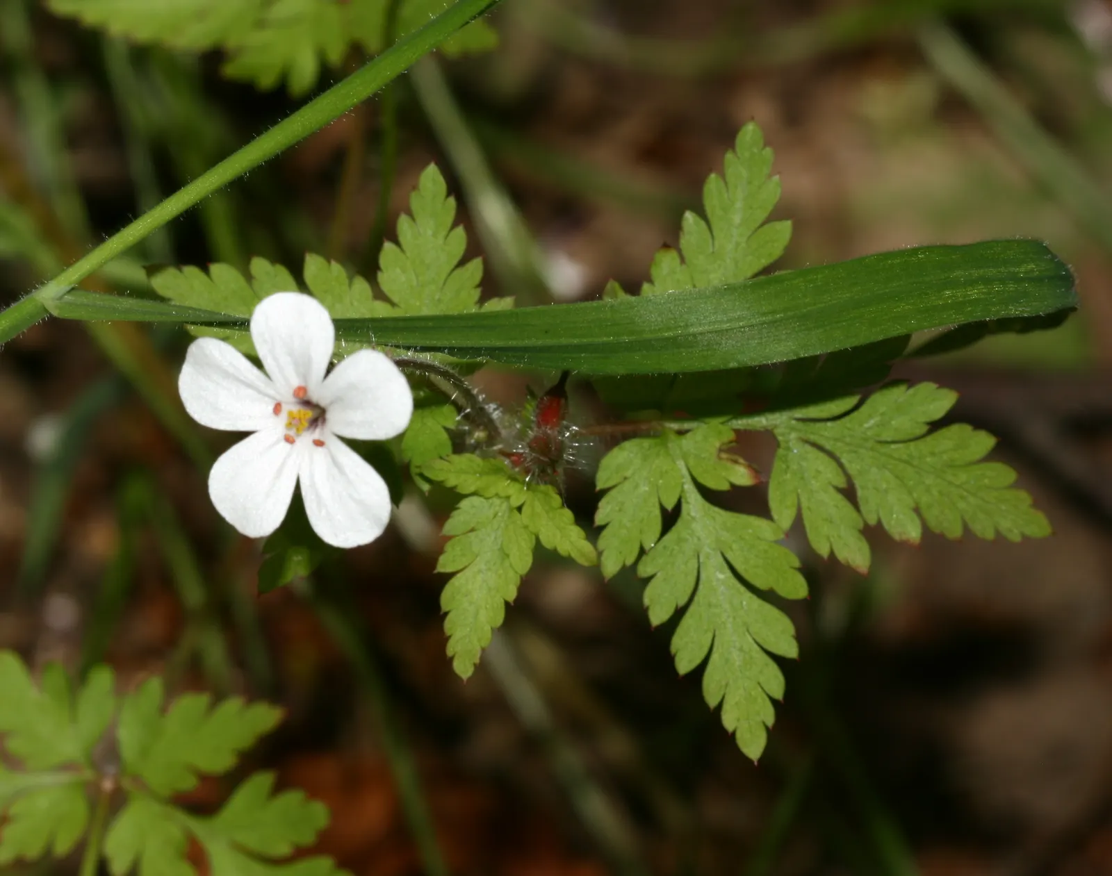 White Cranesbill (Geranium sanguineum 'Album') — This Geranium cultivar is favored for its continuous flowering throughout the growing season; perennial /