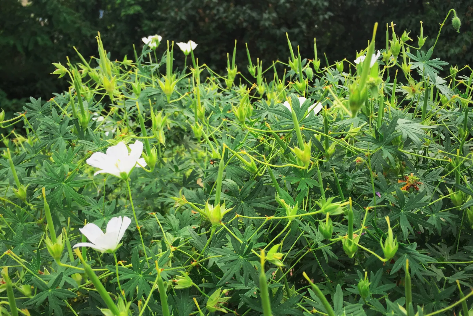White Cranesbill (Geranium sanguineum 'Album') — white flowers in the garden; perennial / shrub for full or half, image 49