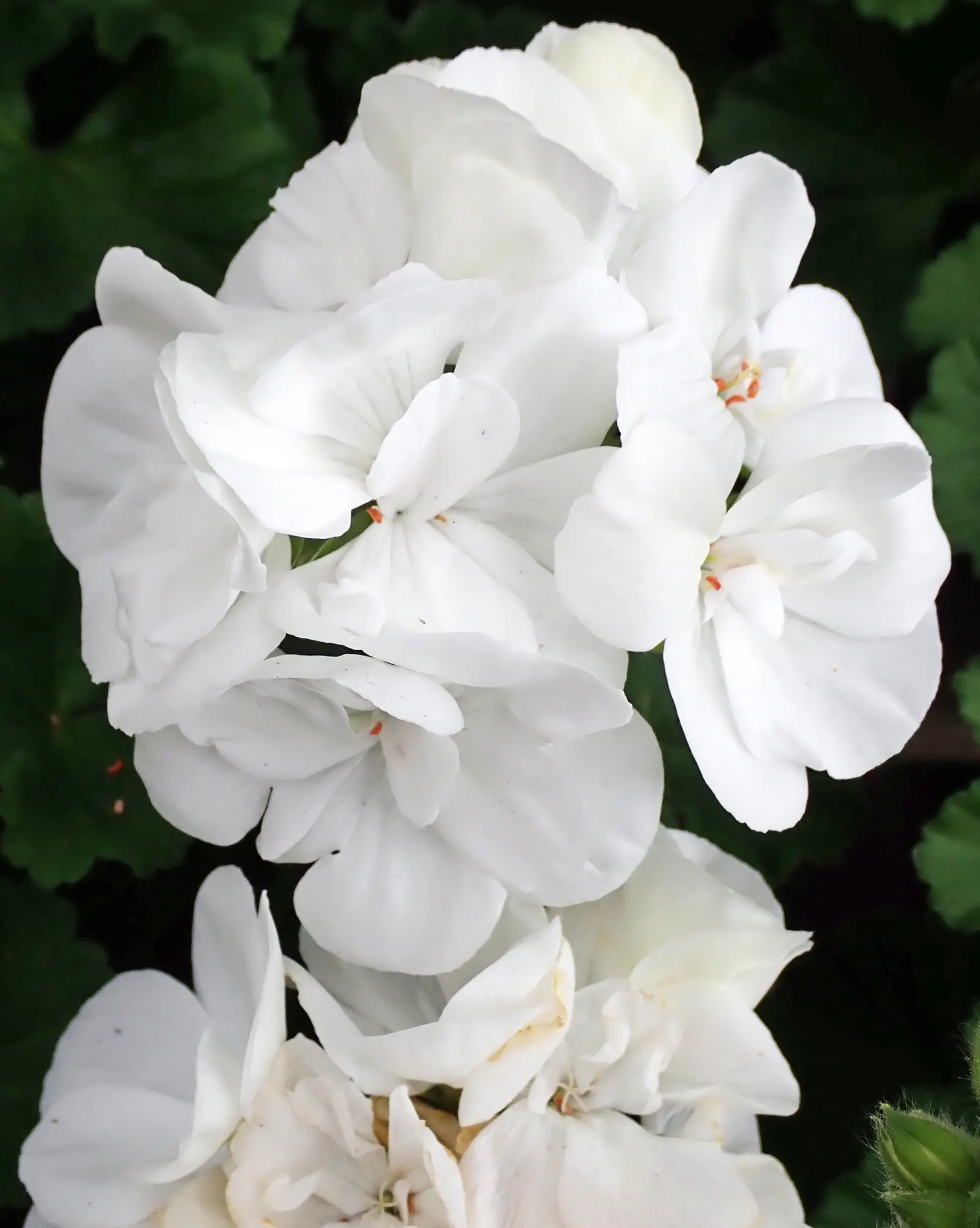 White Cranesbill (Geranium sanguineum 'Album') — features lush foliage and bright white blooms spanning up to 4 inches across; its vivid flowers, image 35