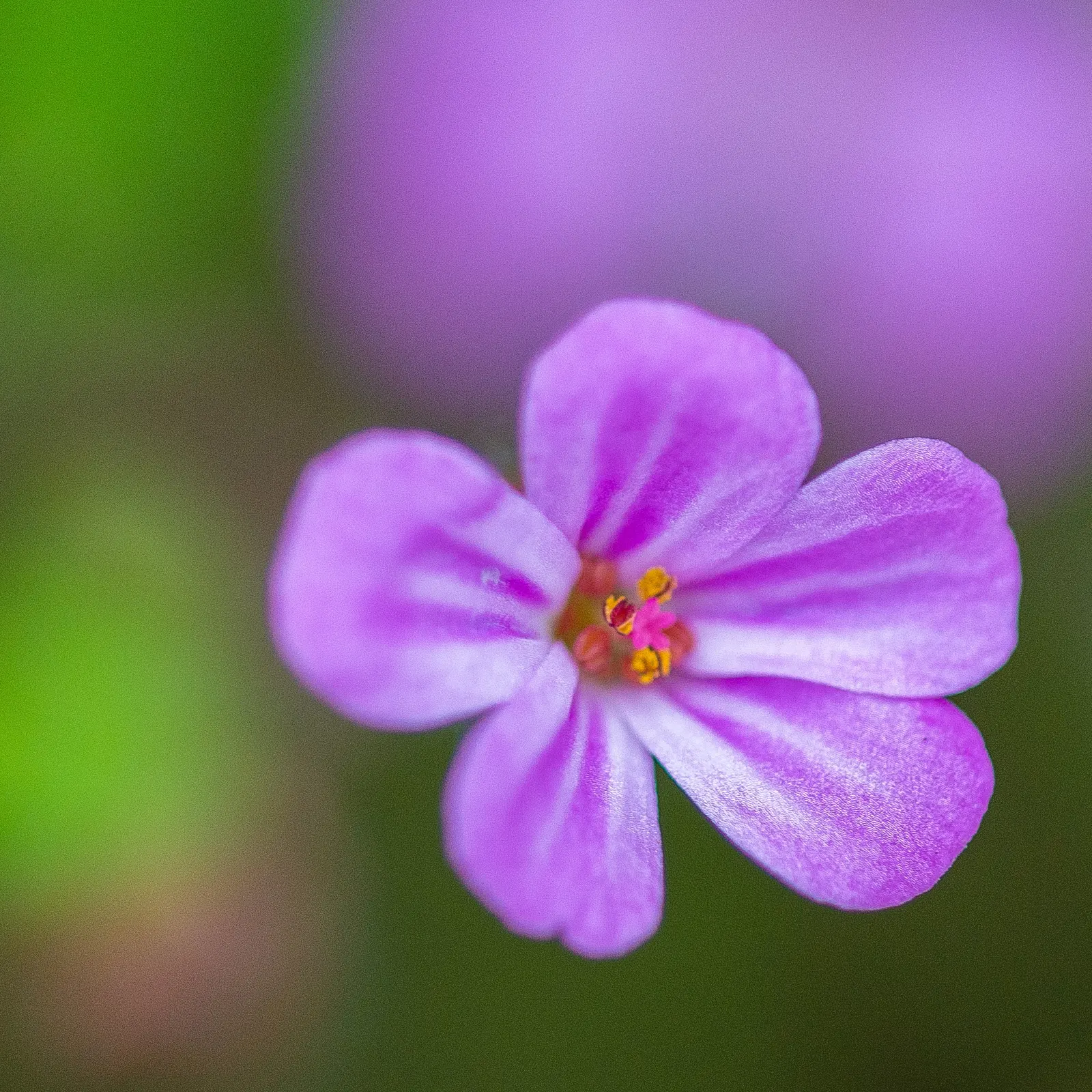 White Cranesbill (Geranium sanguineum 'Album') — each flower cluster nestles atop sturdy; thriving in zones 10-11, it reaches a mature height of, image 42