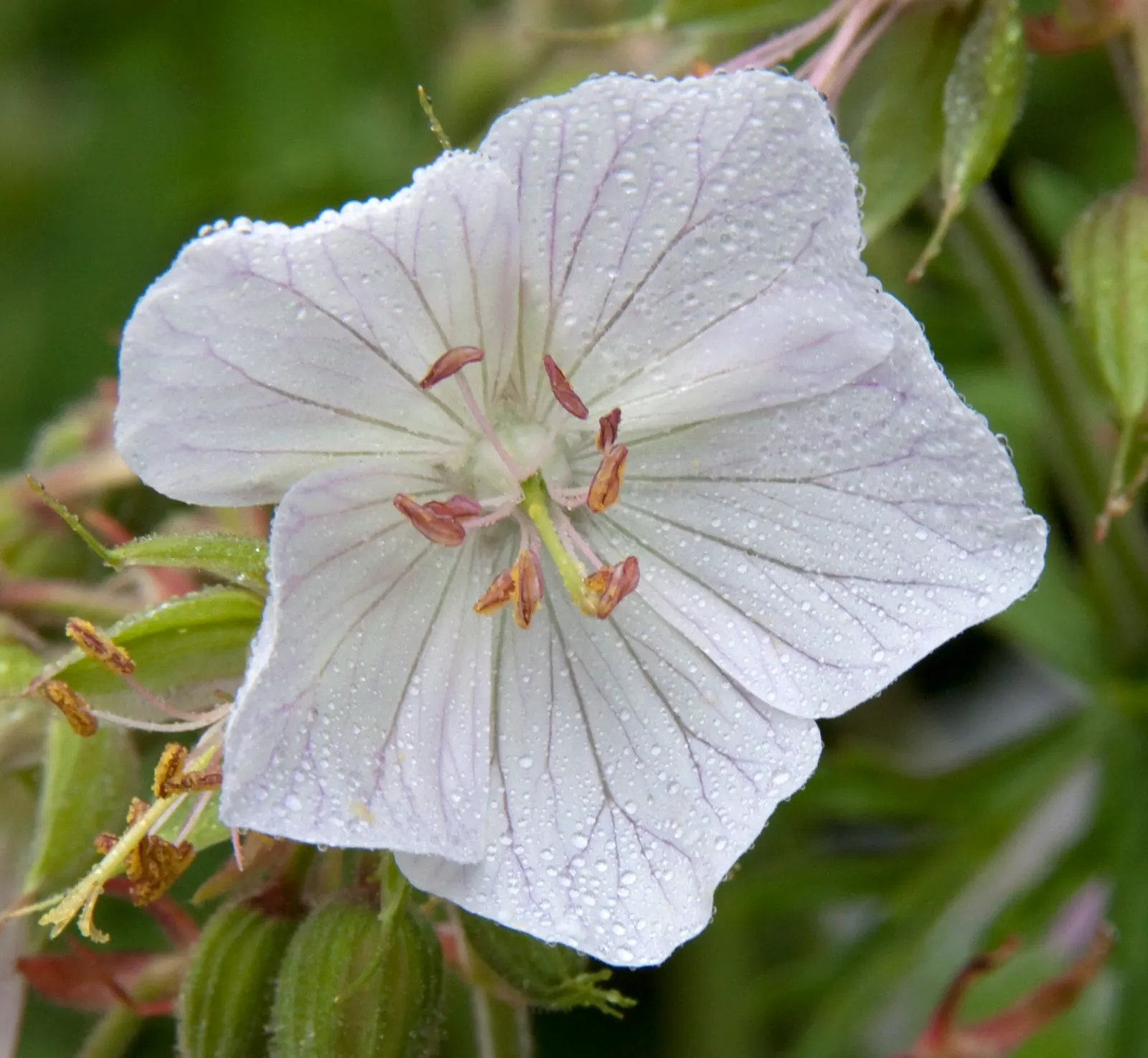 White Cranesbill (Geranium sanguineum 'Album') — is a captivating perennial that stands out in any landscape design; scientifically known as 'Pelargonium x