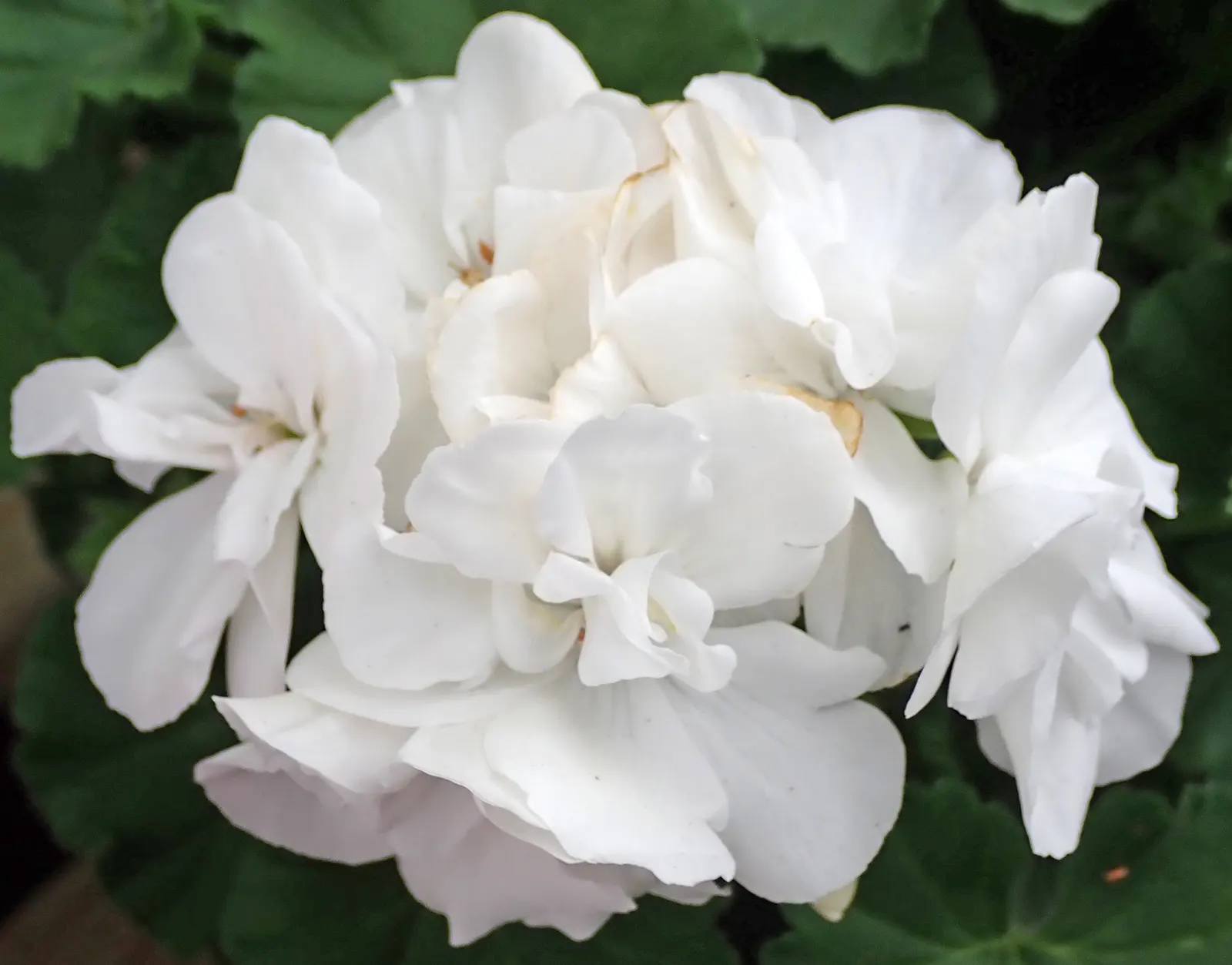 White Cranesbill (Geranium sanguineum 'Album') — It performs best in well-draining soil with a pH ranging from slightly acidic to slightly alkaline; this