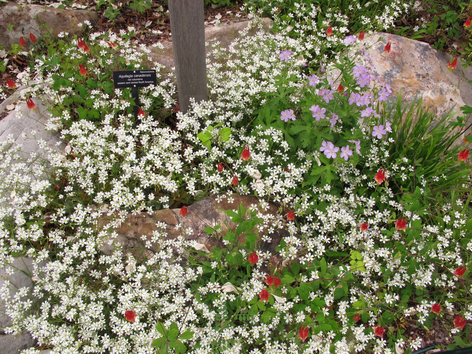 White Cranesbill (Geranium sanguineum 'Album') — Thriving in zones 10-11, it reaches a mature height of 12-24 inches with a spread of 12-18 inches, image 53