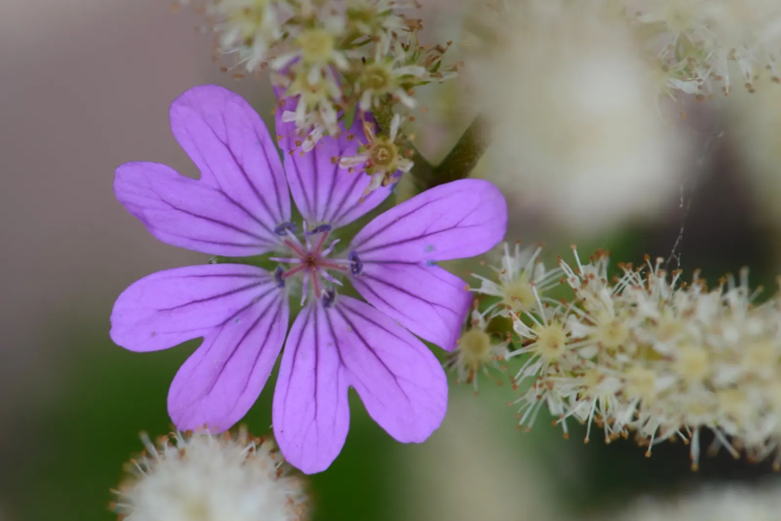 White Cranesbill (Geranium sanguineum 'Album') — features lush foliage and bright white blooms spanning up to 4 inches across; its vivid flowers offer a
