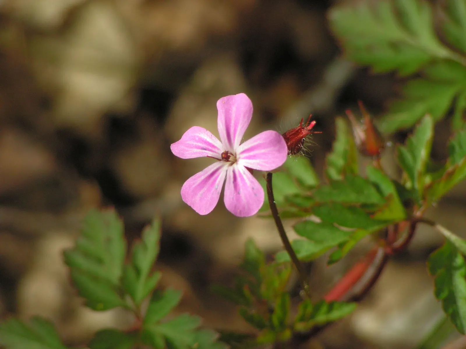 White Cranesbill (Geranium sanguineum 'Album') — vibrant green hues that provide a striking contrast against the white blossoms; is a captivating, image 45