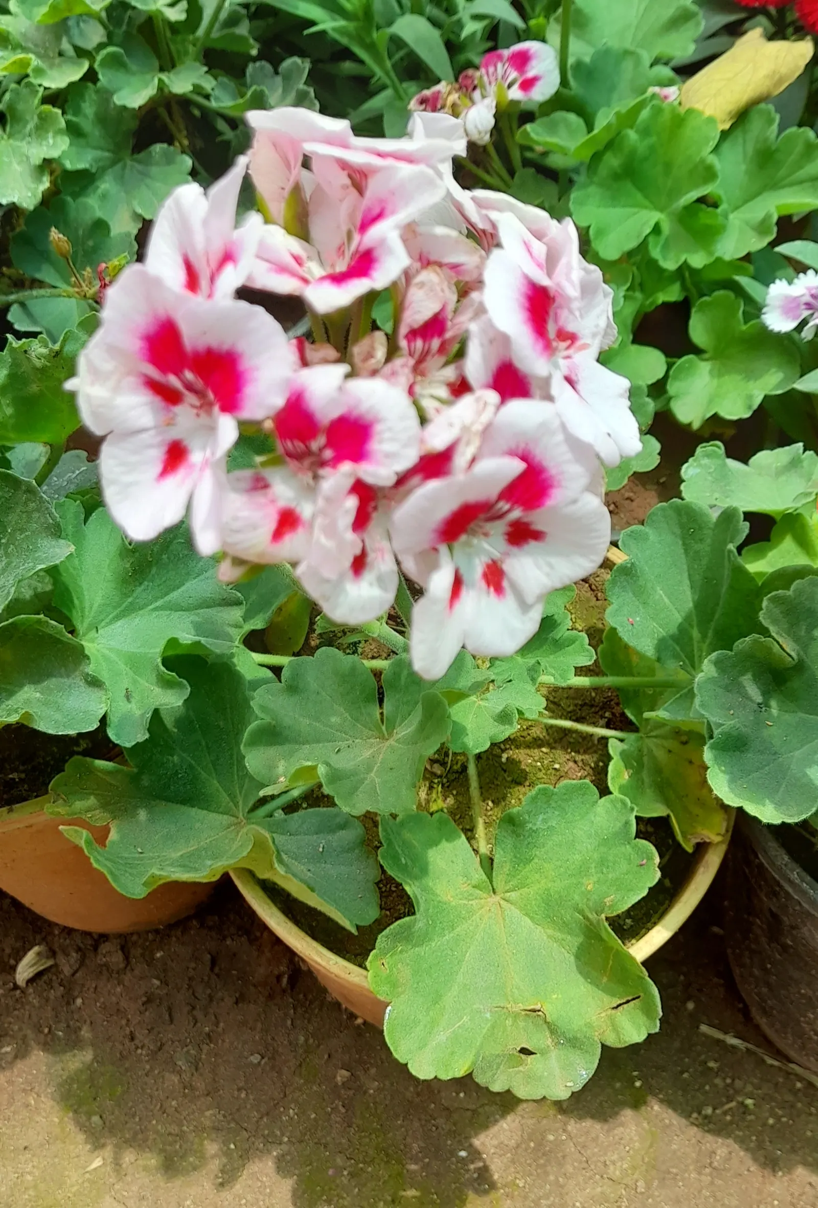 White Cranesbill (Geranium sanguineum 'Album') — but regular watering will ensure a more robust floral display; appreciating full sun to partial shade, this