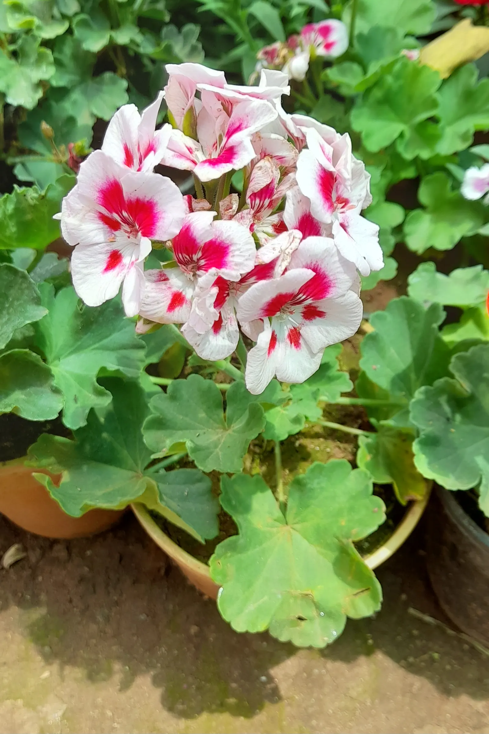 White Cranesbill (Geranium sanguineum 'Album') — white flowers in the garden; perennial / shrub for full or half