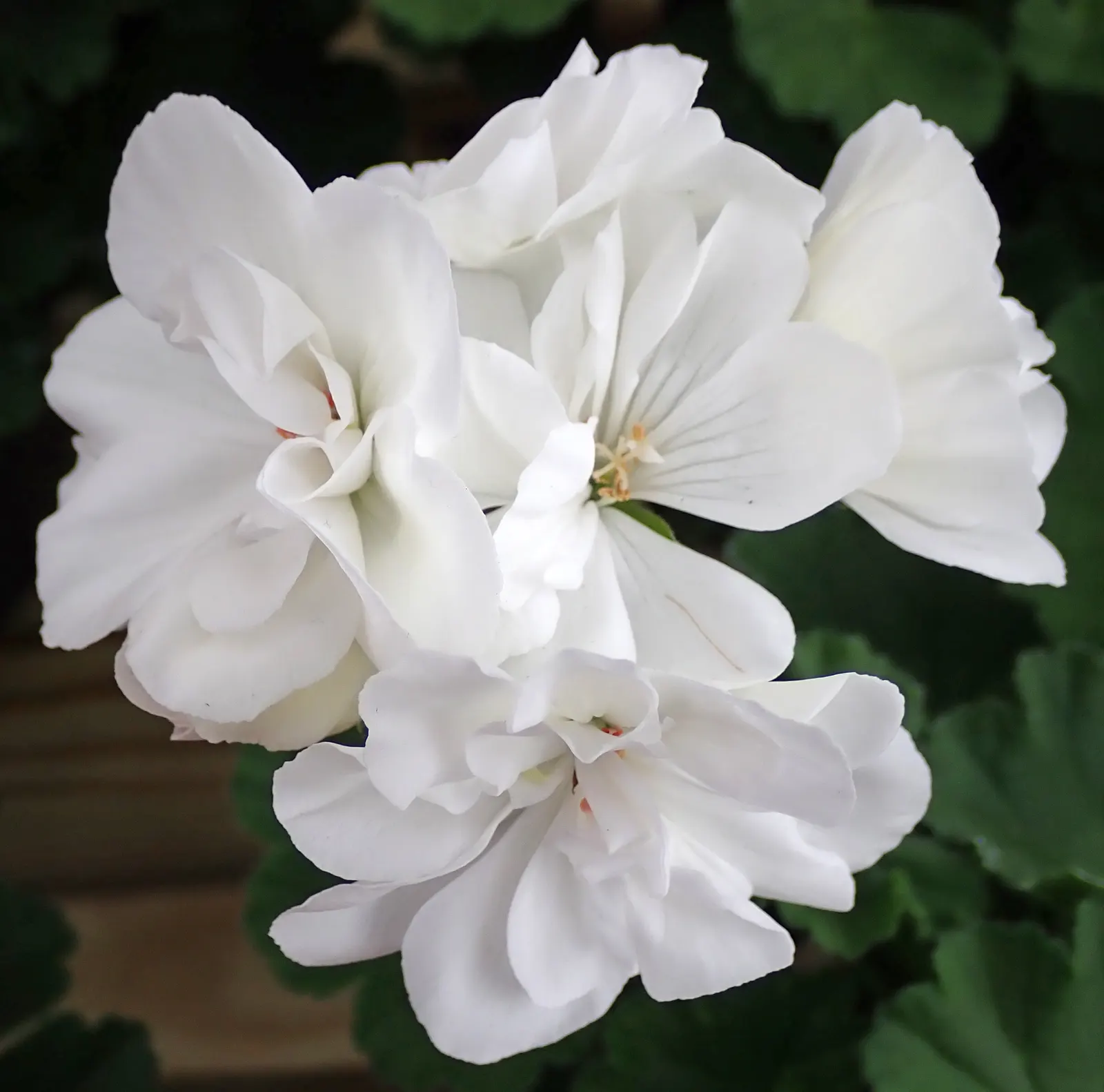White Cranesbill (Geranium sanguineum 'Album') — Thriving in zones 10-11, it reaches a mature height of 12-24 inches with a spread of 12-18 inches