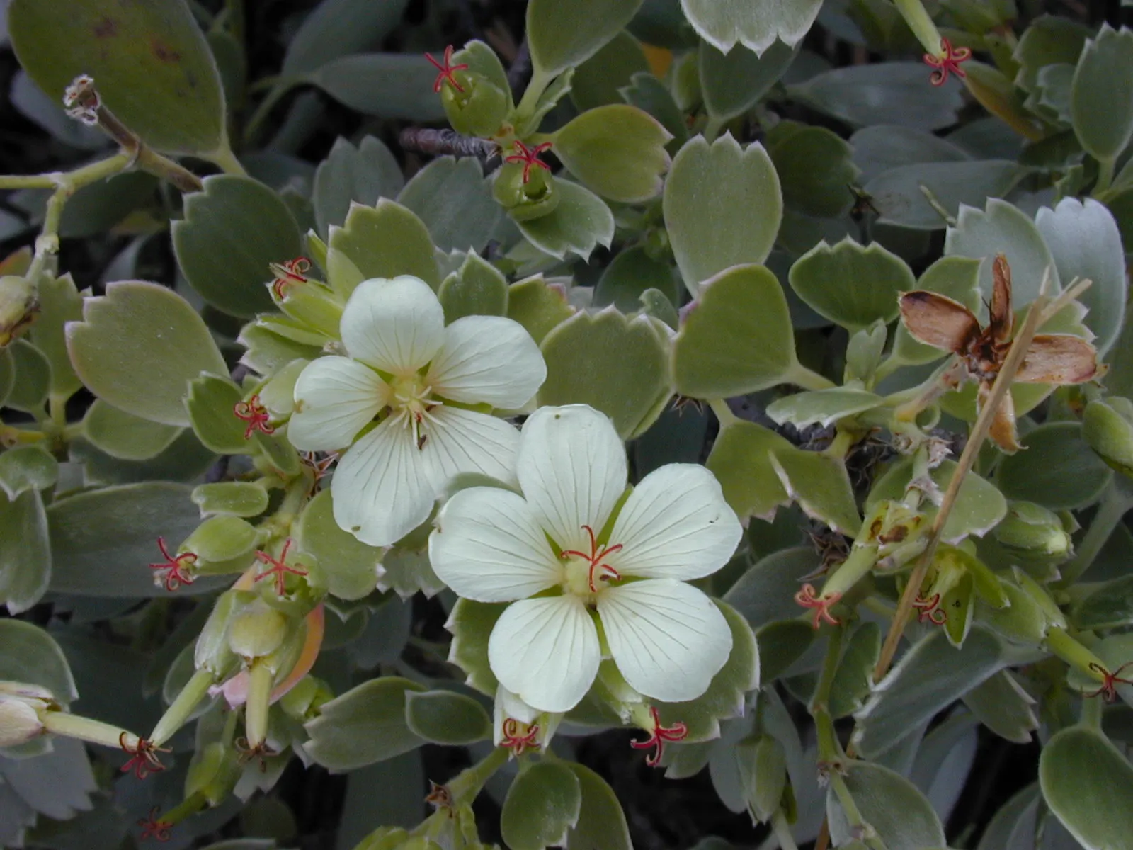 White Cranesbill (Geranium sanguineum 'Album') — white flowers in the garden