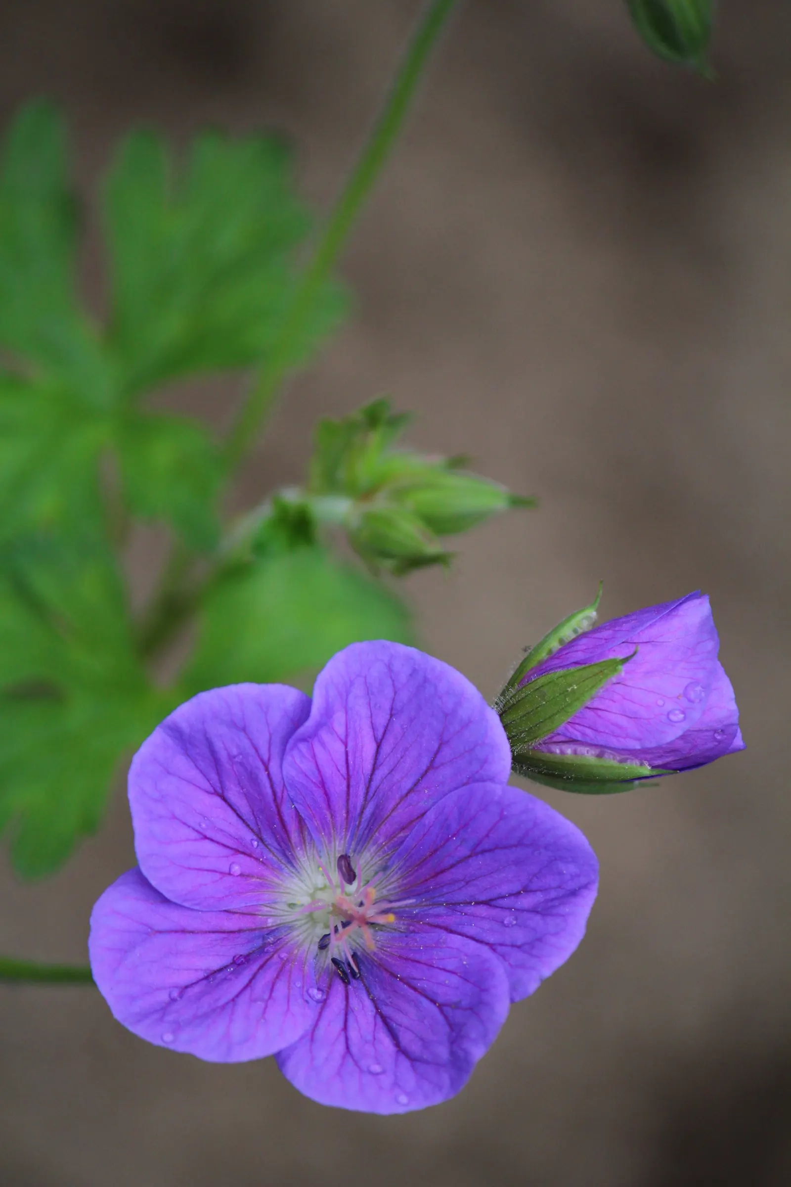White Cranesbill (Geranium sanguineum 'Album') — Appreciating full sun to partial shade, this plant demands well-drained soil and moderate, image 37