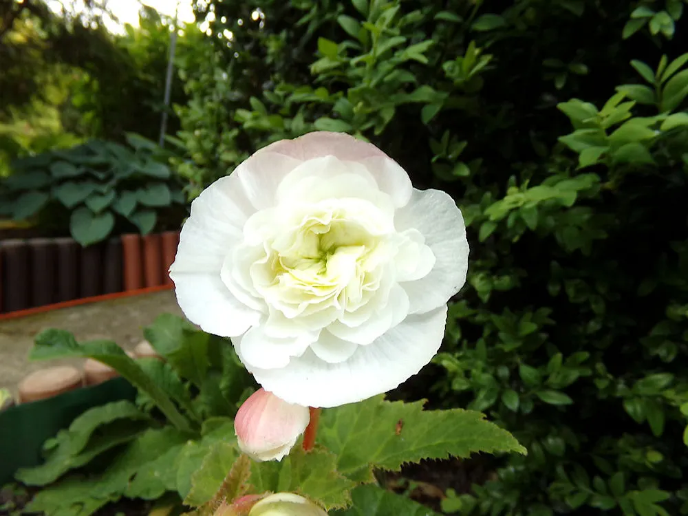 White Cranesbill (Geranium sanguineum 'Album') — It performs best in well-draining soil with a pH ranging from slightly acidic to slightly alkaline