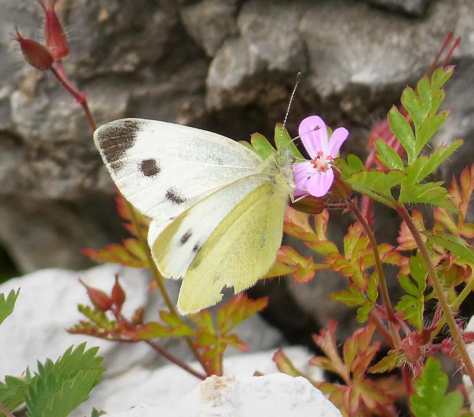 White Cranesbill (Geranium sanguineum 'Album') — Thriving in zones 10-11, it reaches a mature height of 12-24 inches with a spread of 12-18 inches, image 36