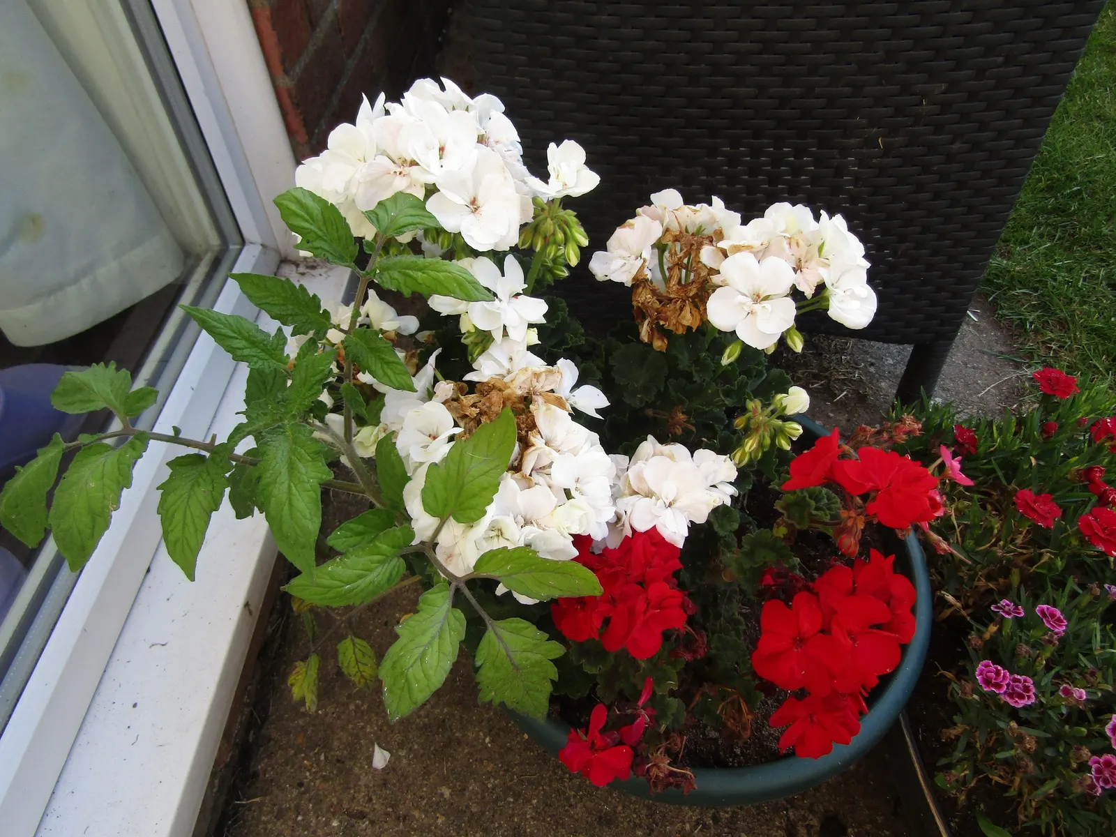White Cranesbill (Geranium sanguineum 'Album') — perennial / shrub for full or half; it performs best in well-draining soil with a pH ranging from slightly