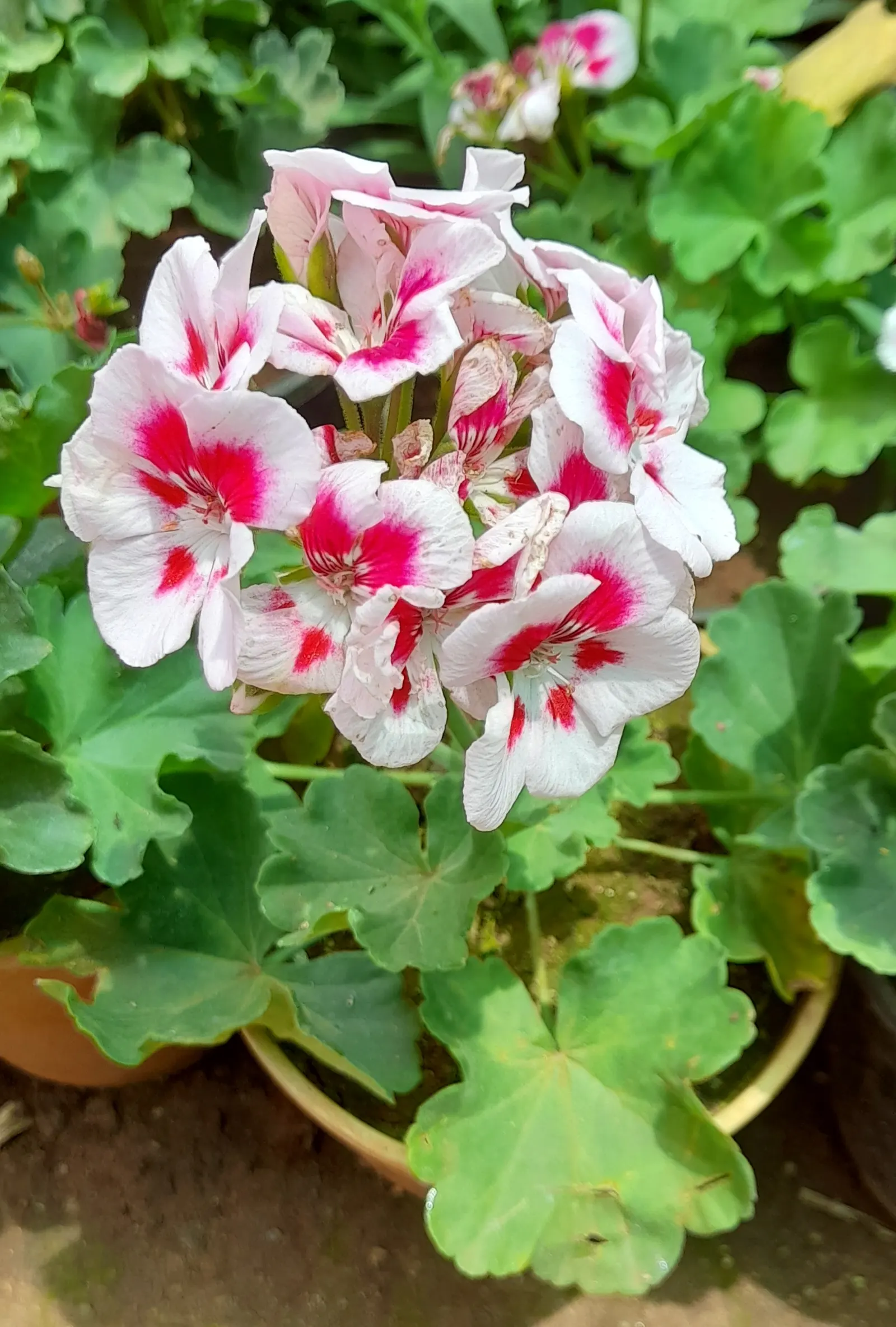 White Cranesbill (Geranium sanguineum 'Album') — scientifically known as 'Pelargonium x hortorum'