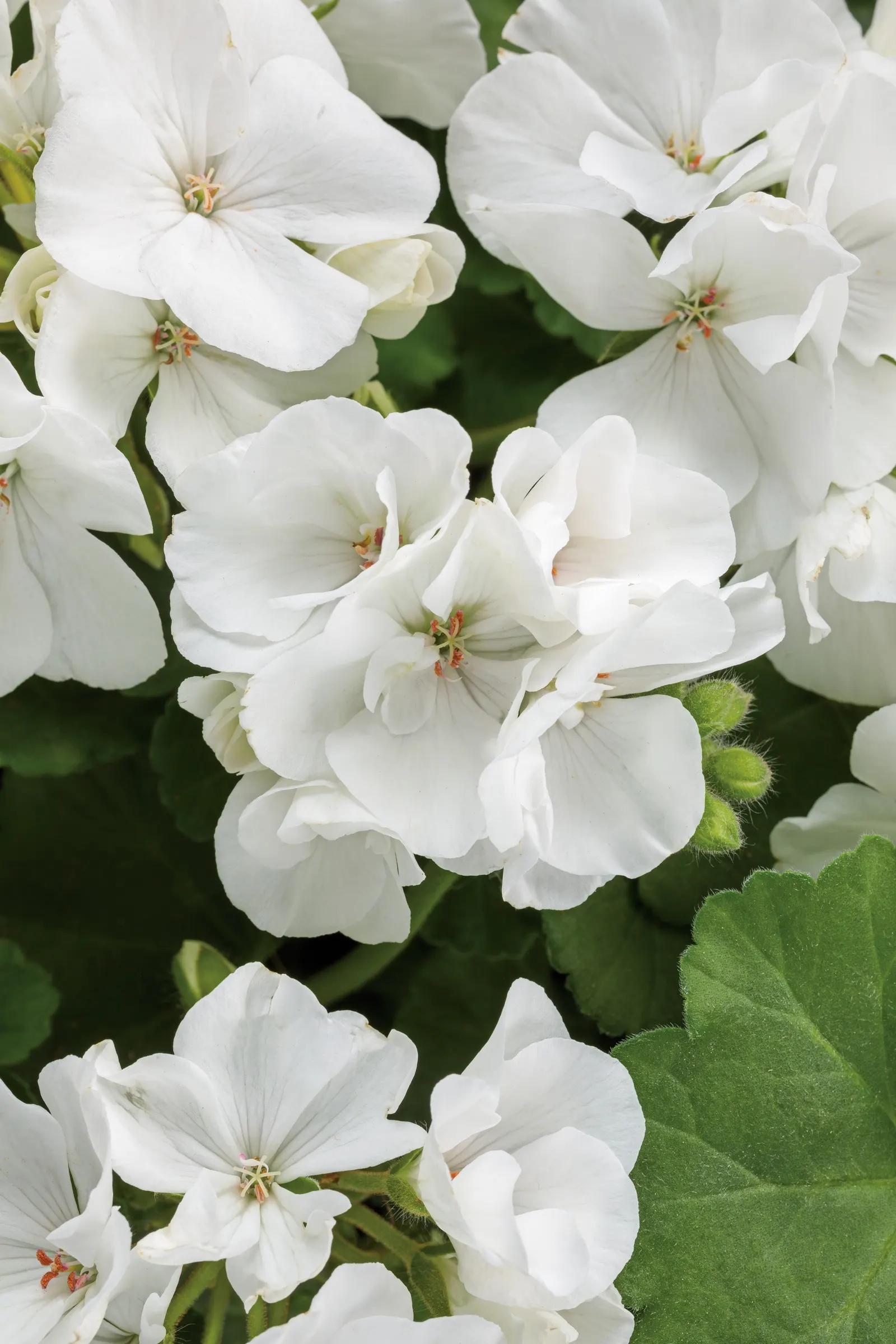 White Cranesbill (Geranium sanguineum 'Album') — features lush foliage and bright white blooms spanning up to 4 inches across